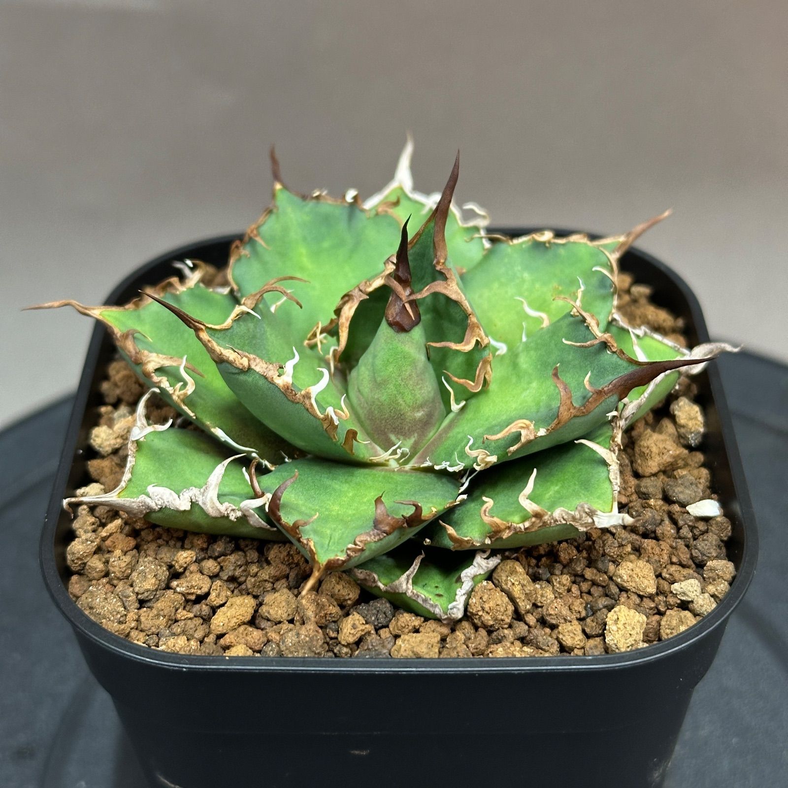 Agave titanota oteroi 'Caesar' アガベ チタノタ オテロイ シーザー