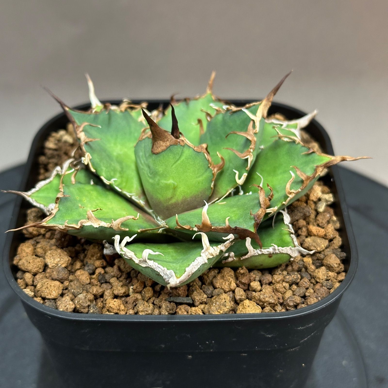 Agave titanota oteroi 'Caesar' アガベ チタノタ オテロイ シーザー