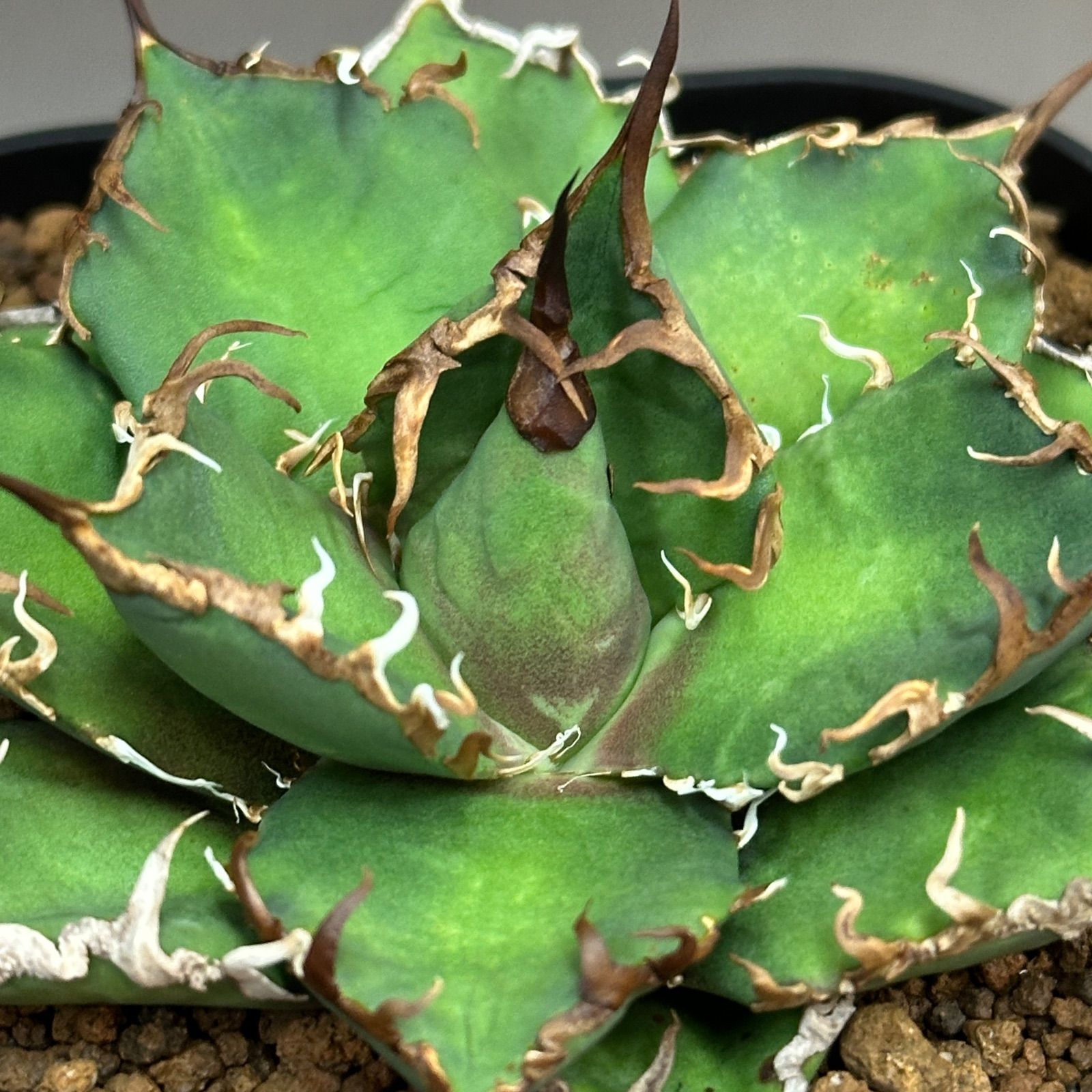 Agave titanota oteroi 'Caesar' アガベ チタノタ オテロイ シーザー