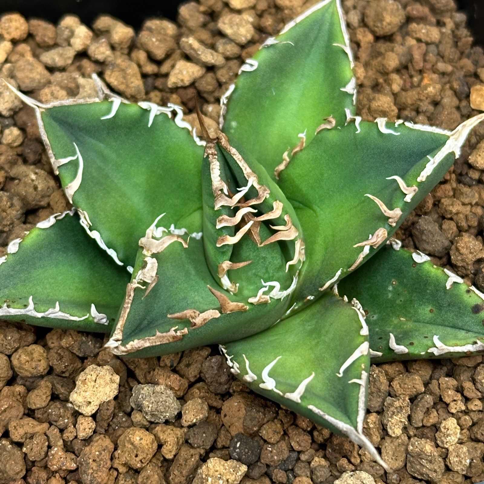 Agave titanota oteroi 'South Africa Diamond' SAD アガベ チタノタ