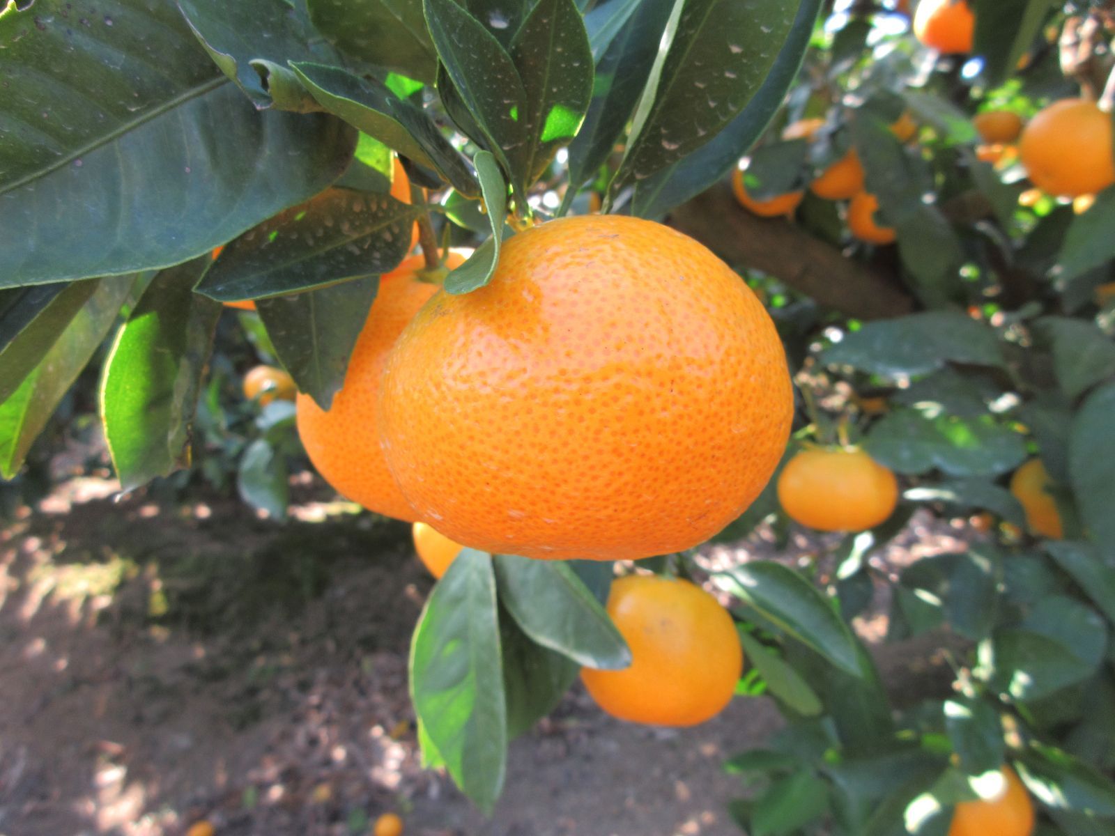 訳あり完熟和歌山みかん 5kg 大玉サイズ - メルカリ