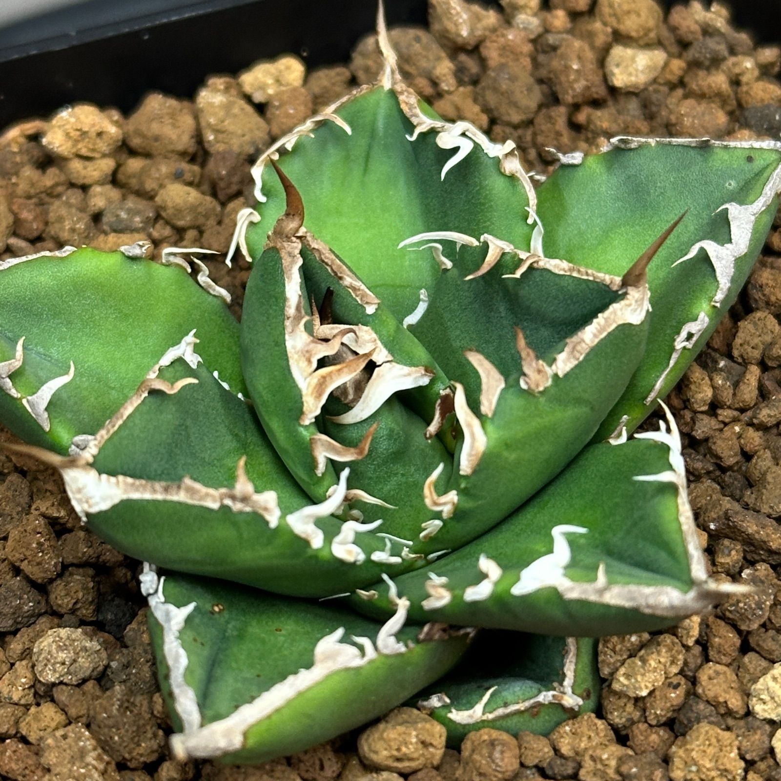 Agave titanota oteroi 'South Africa Diamond' SAD アガベ チタノタ