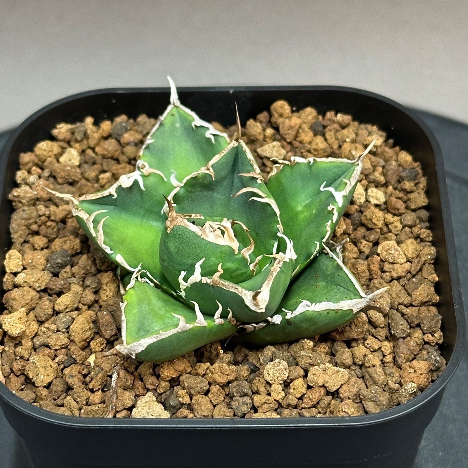 Agave titanota oteroi 'South Africa Diamond' SAD アガベ チタノタ