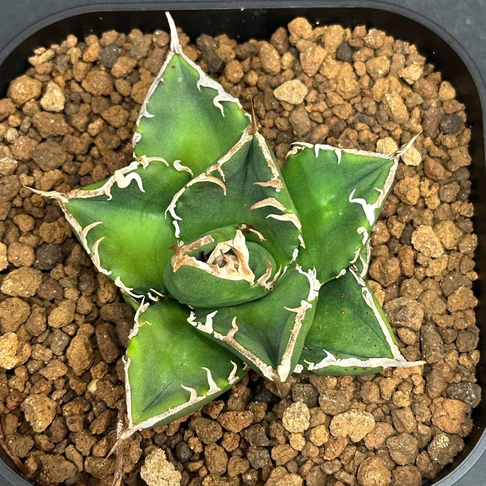 Agave titanota oteroi 'South Africa Diamond' SAD アガベ チタノタ