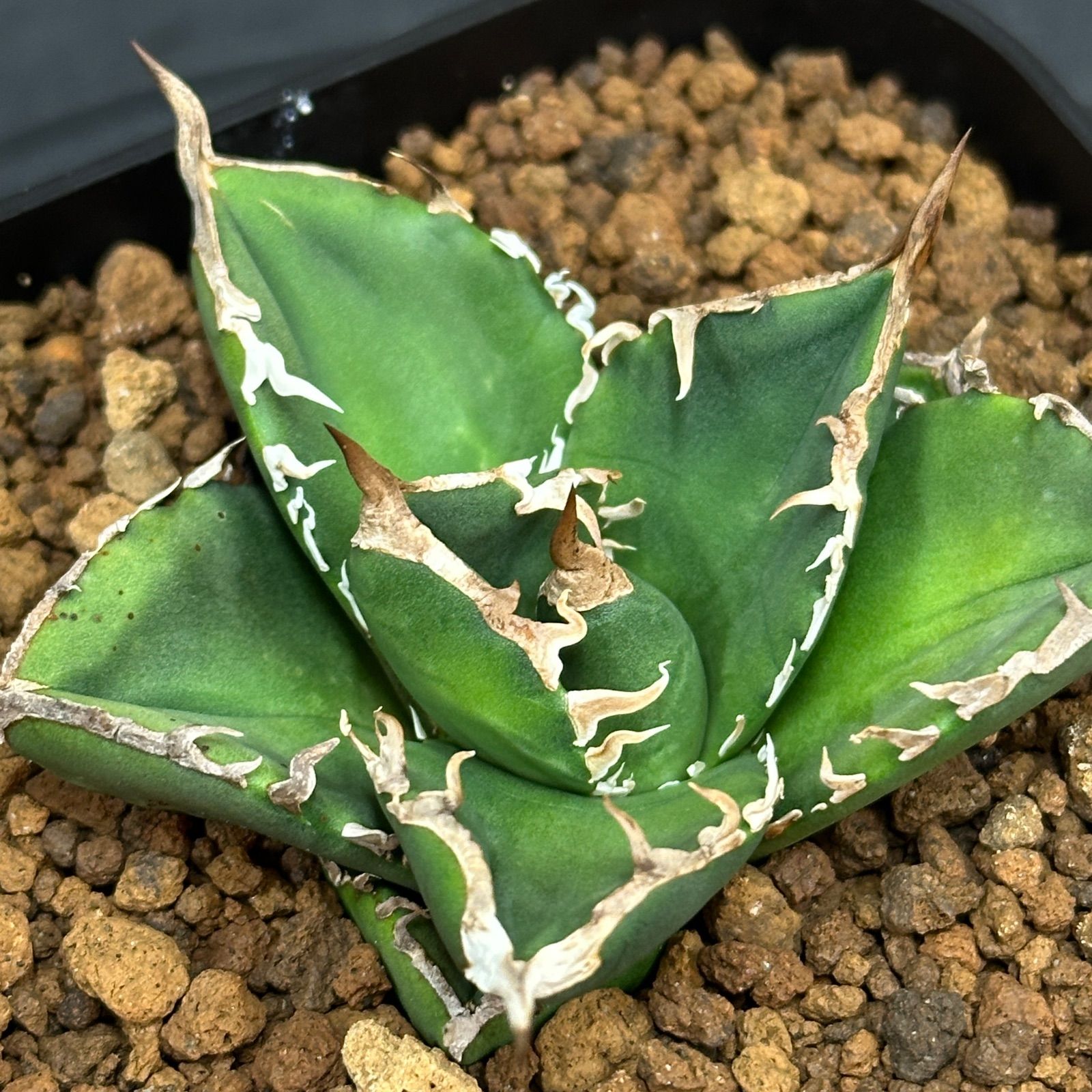 Agave titanota oteroi 'South Africa Diamond' SAD アガベ チタノタ