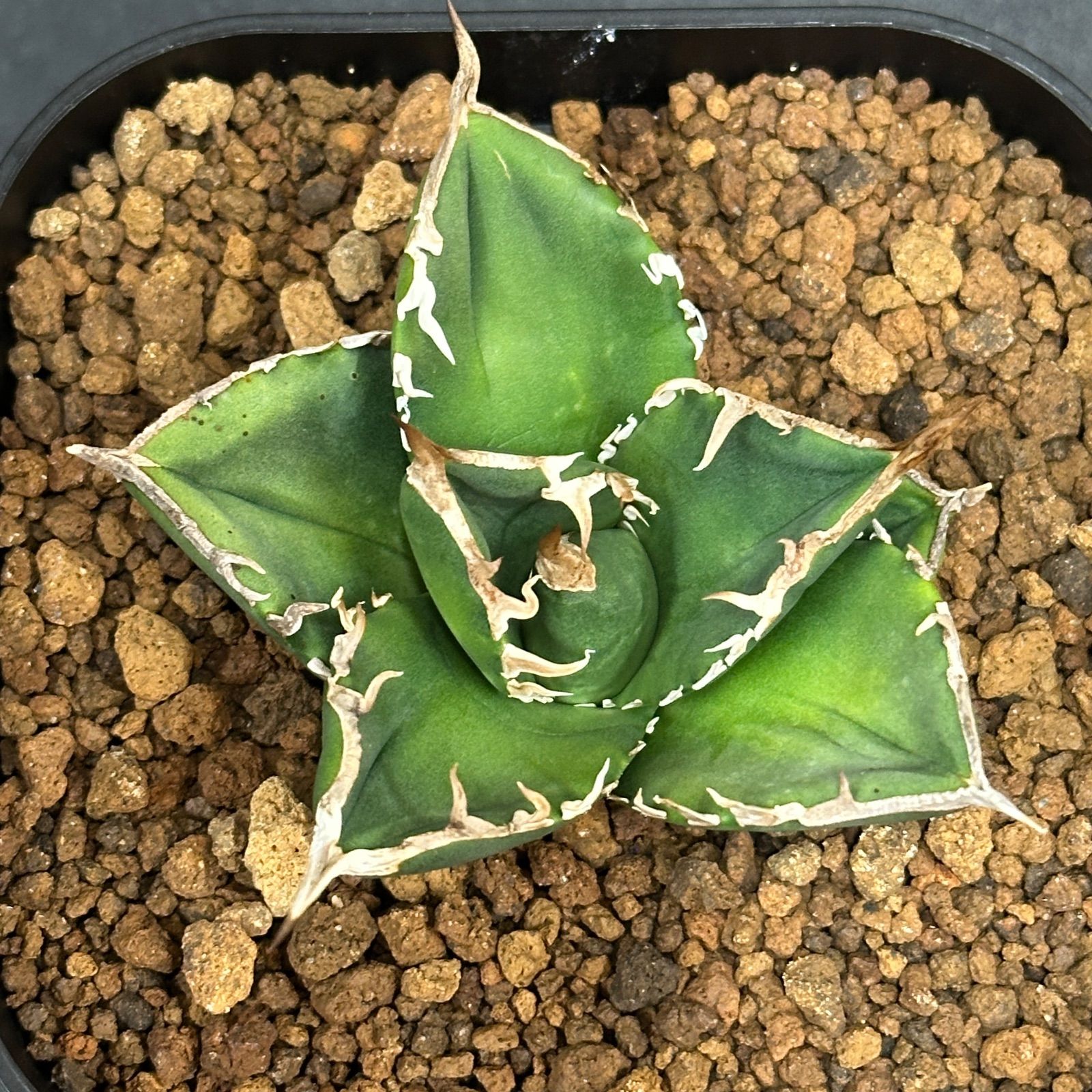 Agave titanota oteroi 'South Africa Diamond' SAD アガベ チタノタ