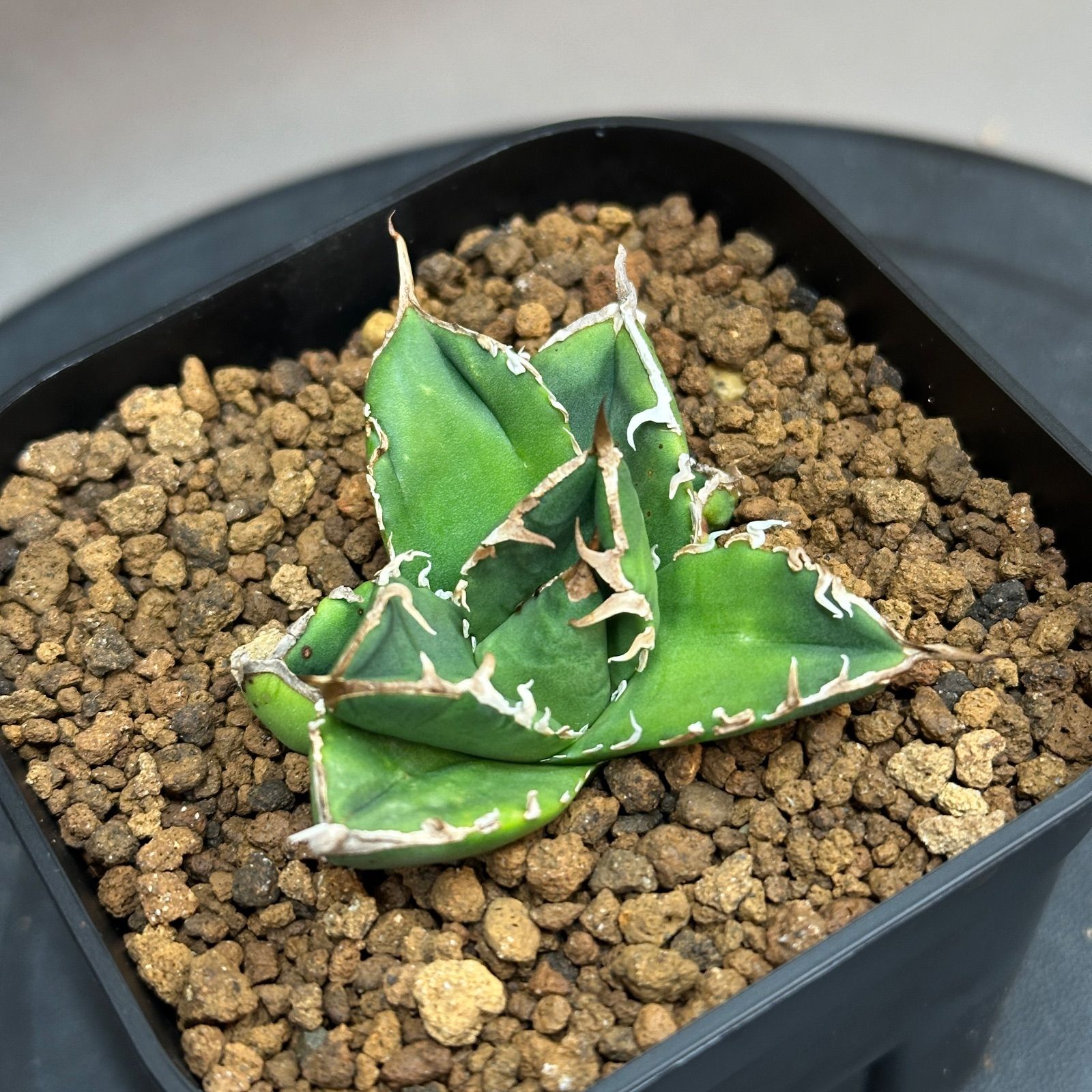 Agave titanota oteroi 'South Africa Diamond' SAD アガベ チタノタ