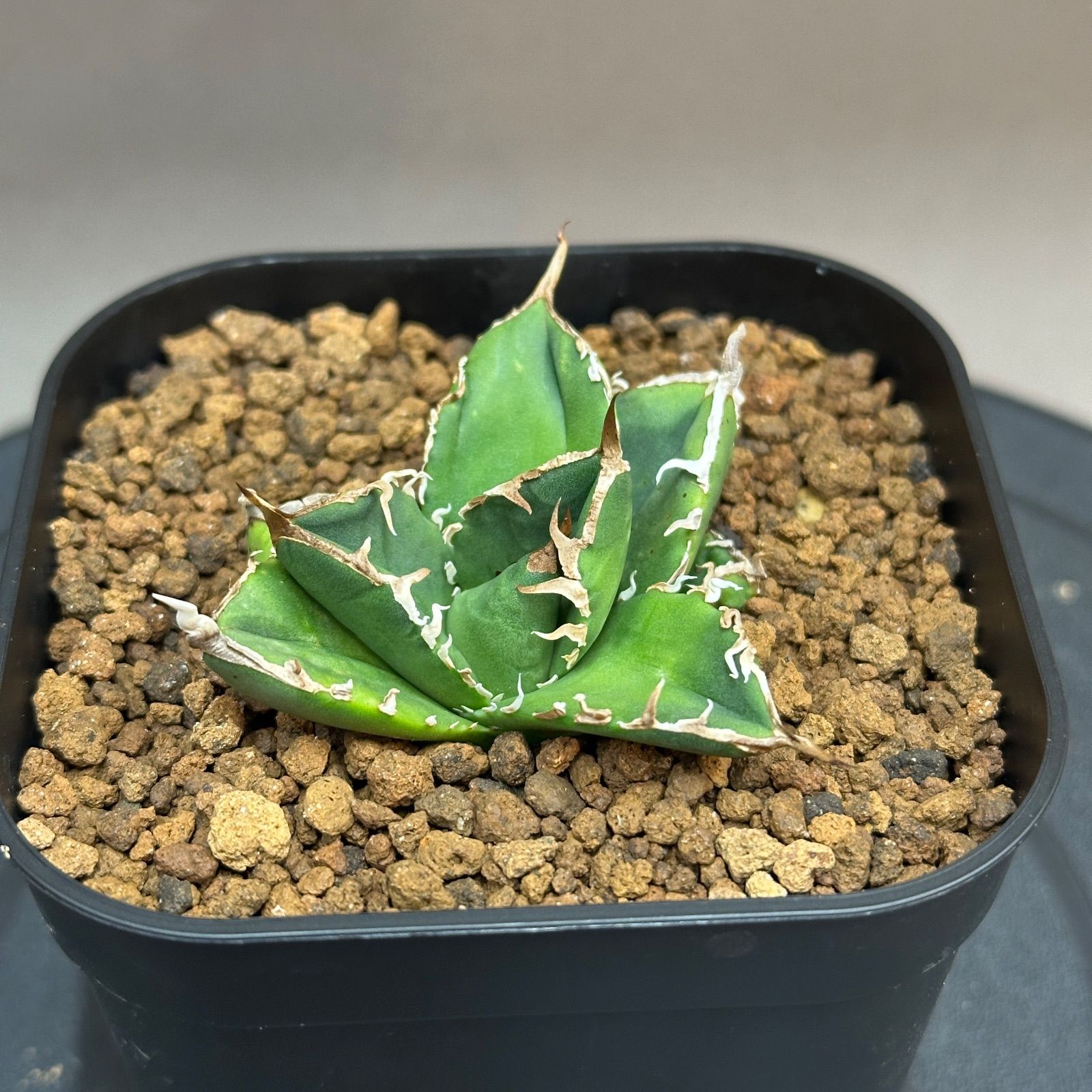 Agave titanota oteroi 'South Africa Diamond' SAD アガベ チタノタ