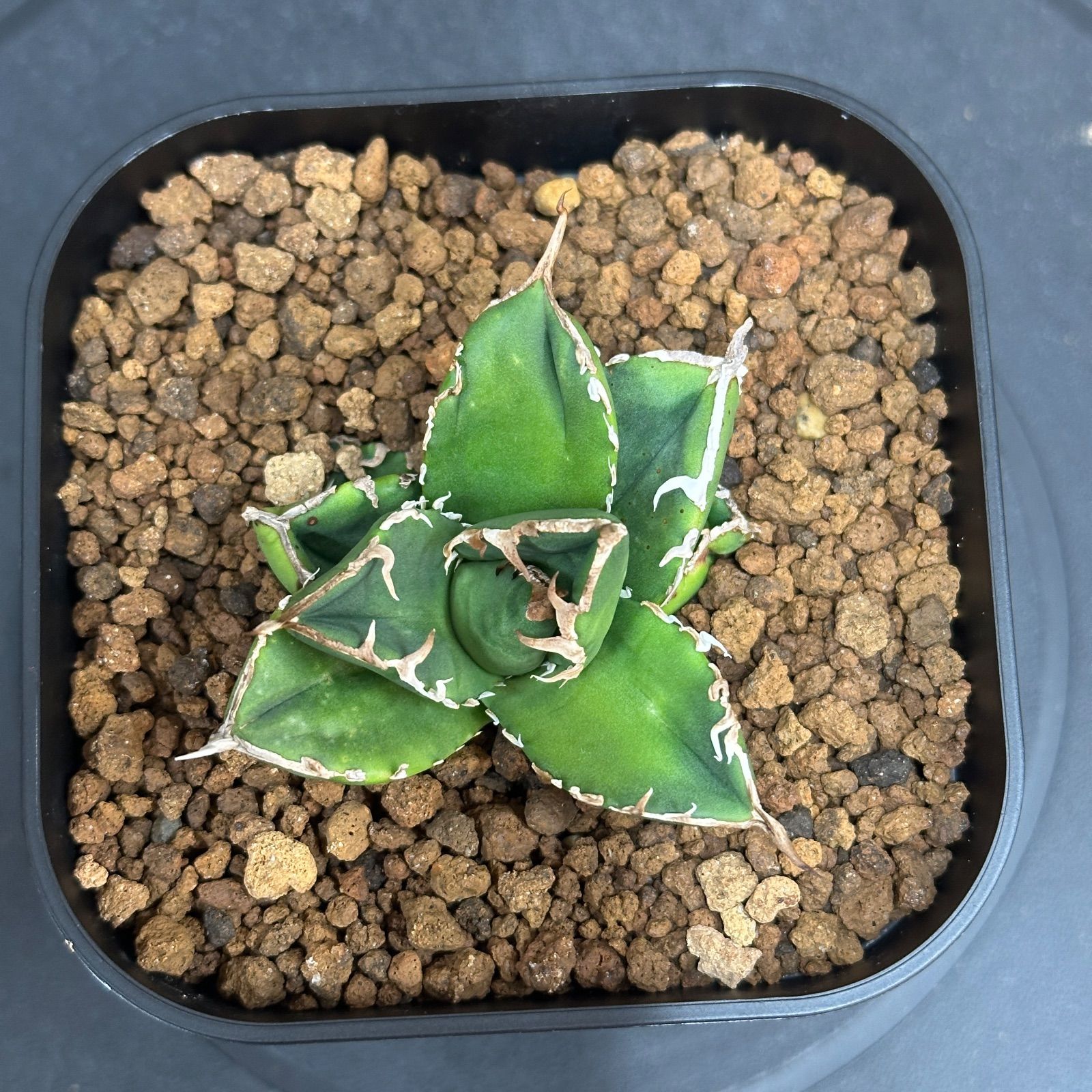 Agave titanota oteroi 'South Africa Diamond' SAD アガベ チタノタ