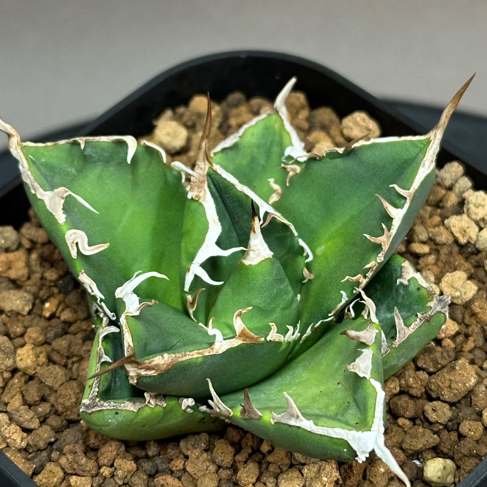 Agave titanota oteroi 'South Africa Diamond' SAD アガベ チタノタ