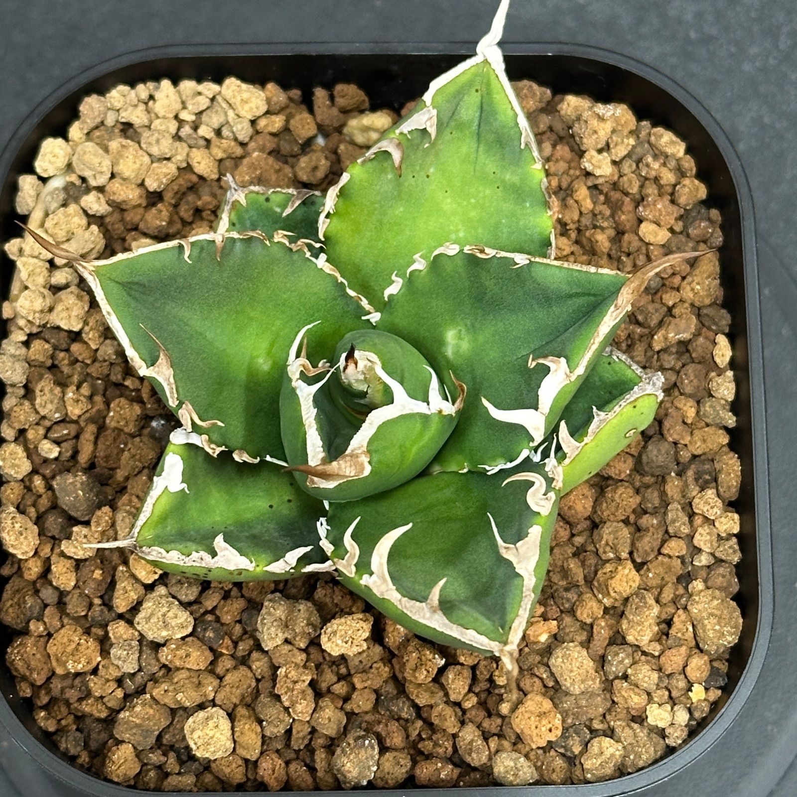 Agave titanota oteroi 'South Africa Diamond' SAD アガベ チタノタ