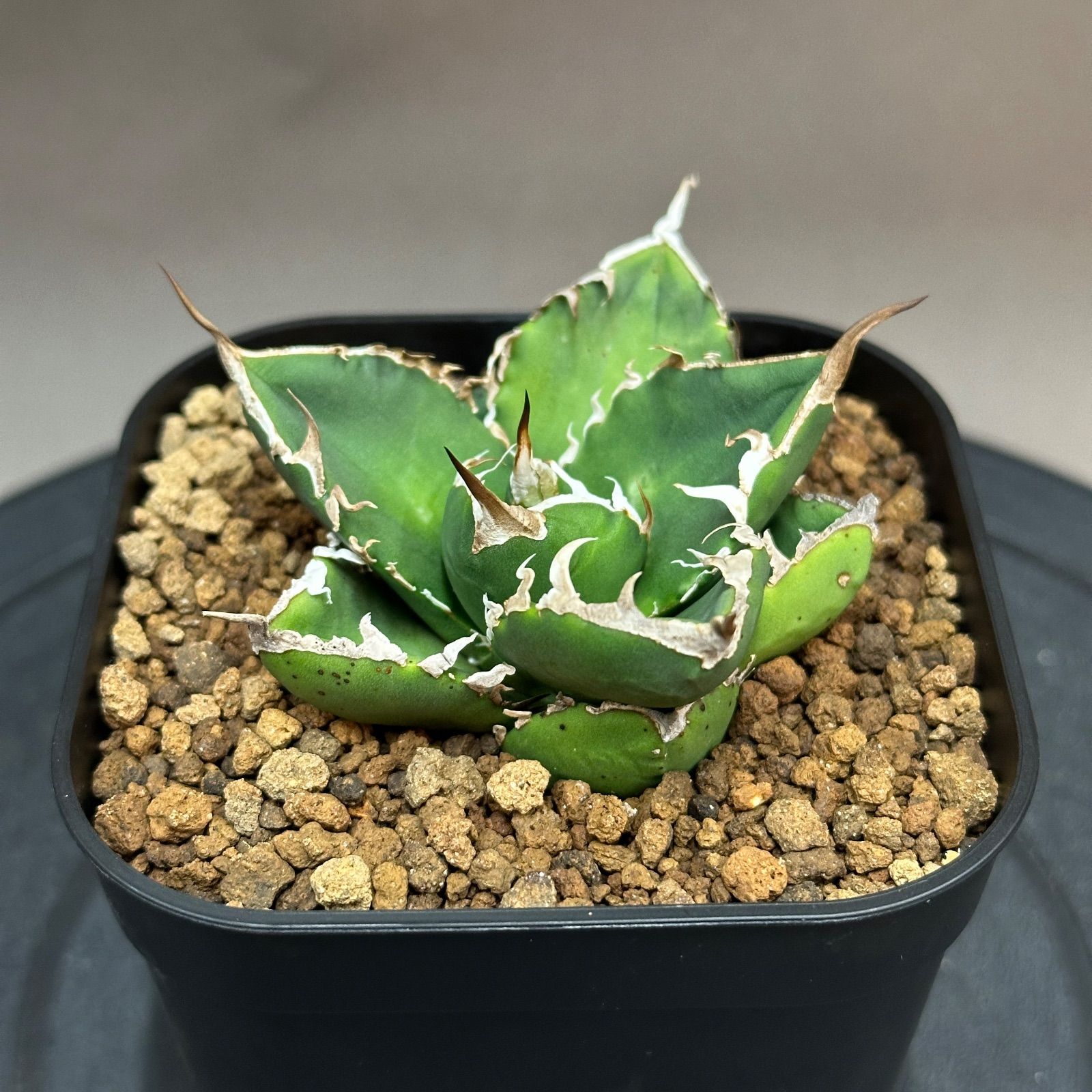 Agave titanota oteroi 'South Africa Diamond' SAD アガベ チタノタ