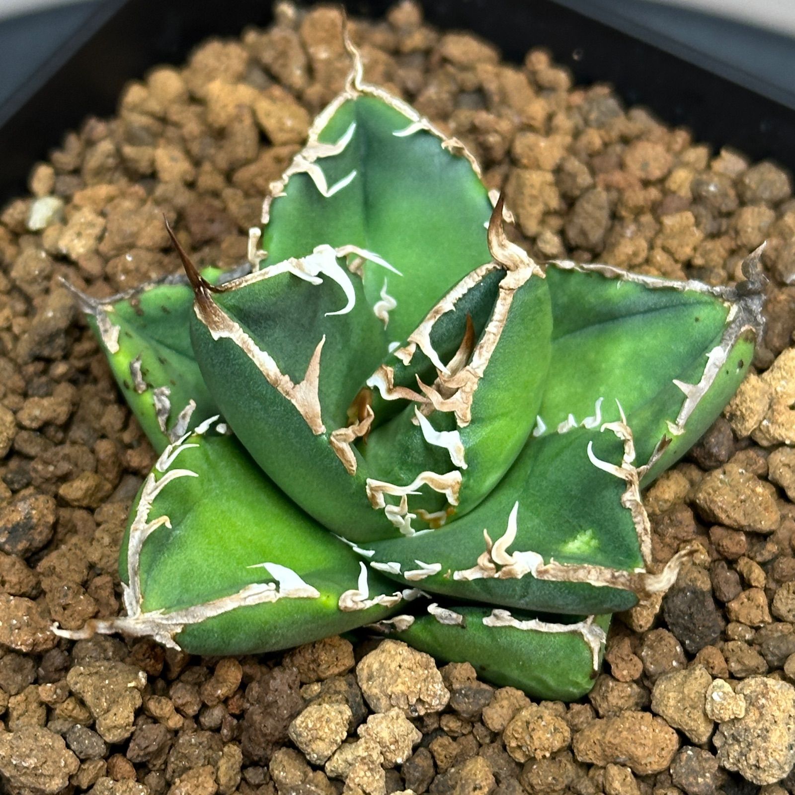 Agave titanota oteroi 'South Africa Diamond' SAD アガベ チタノタ