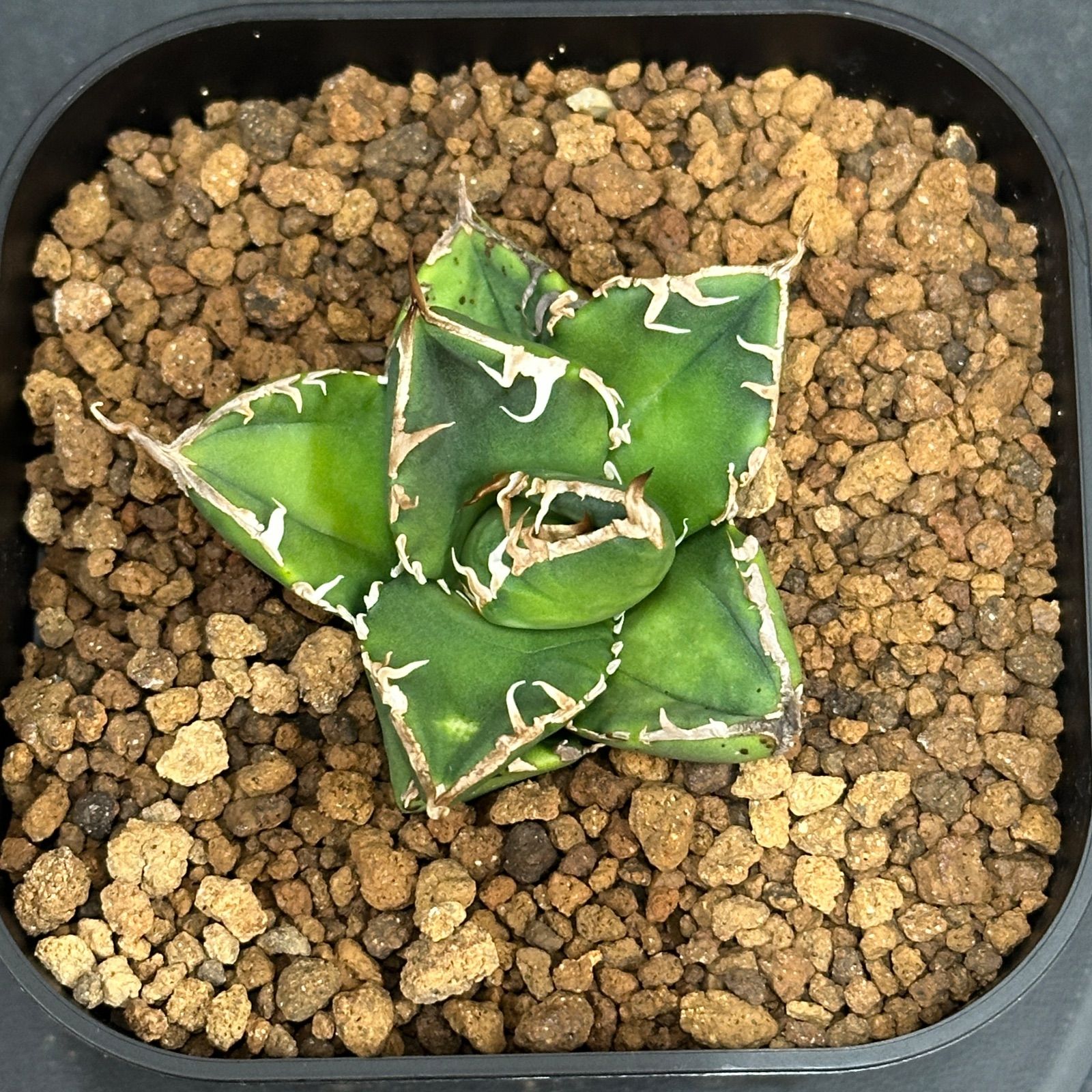 Agave titanota oteroi 'South Africa Diamond' SAD アガベ チタノタ
