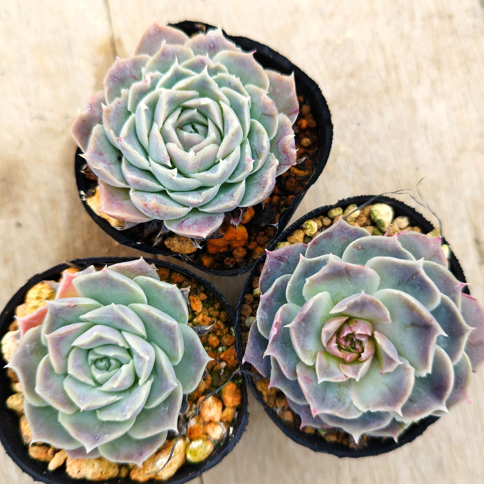 ㊽大きめ苗! 青鬼❣️円❣️もみじ飴❣️三日月❣️6苗メルカリ便送料込 ざじ様専用 - メルカリ