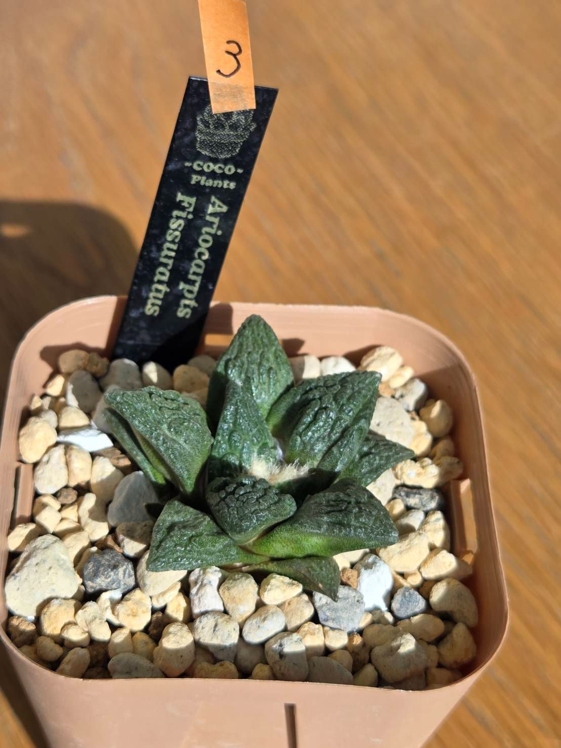 3・アストロフィツム フィスラタス 亀甲牡丹 鉢ごと発送 - メルカリ