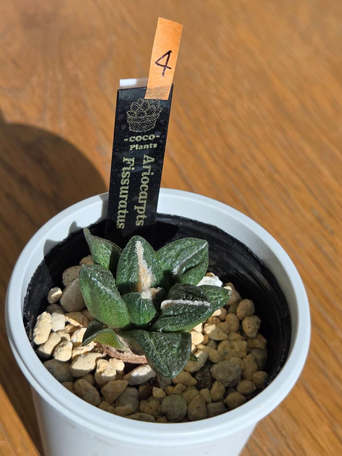 4・アストロフィツム フィスラタス 亀甲牡丹 鉢ごと発送 - メルカリ