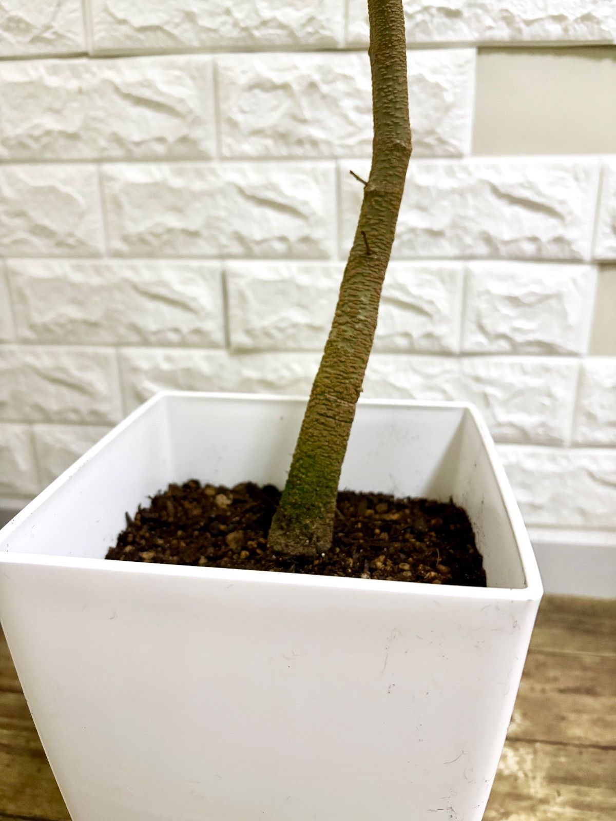 エバーフレッシュ⭐️曲がり 観葉植物 - メルカリ