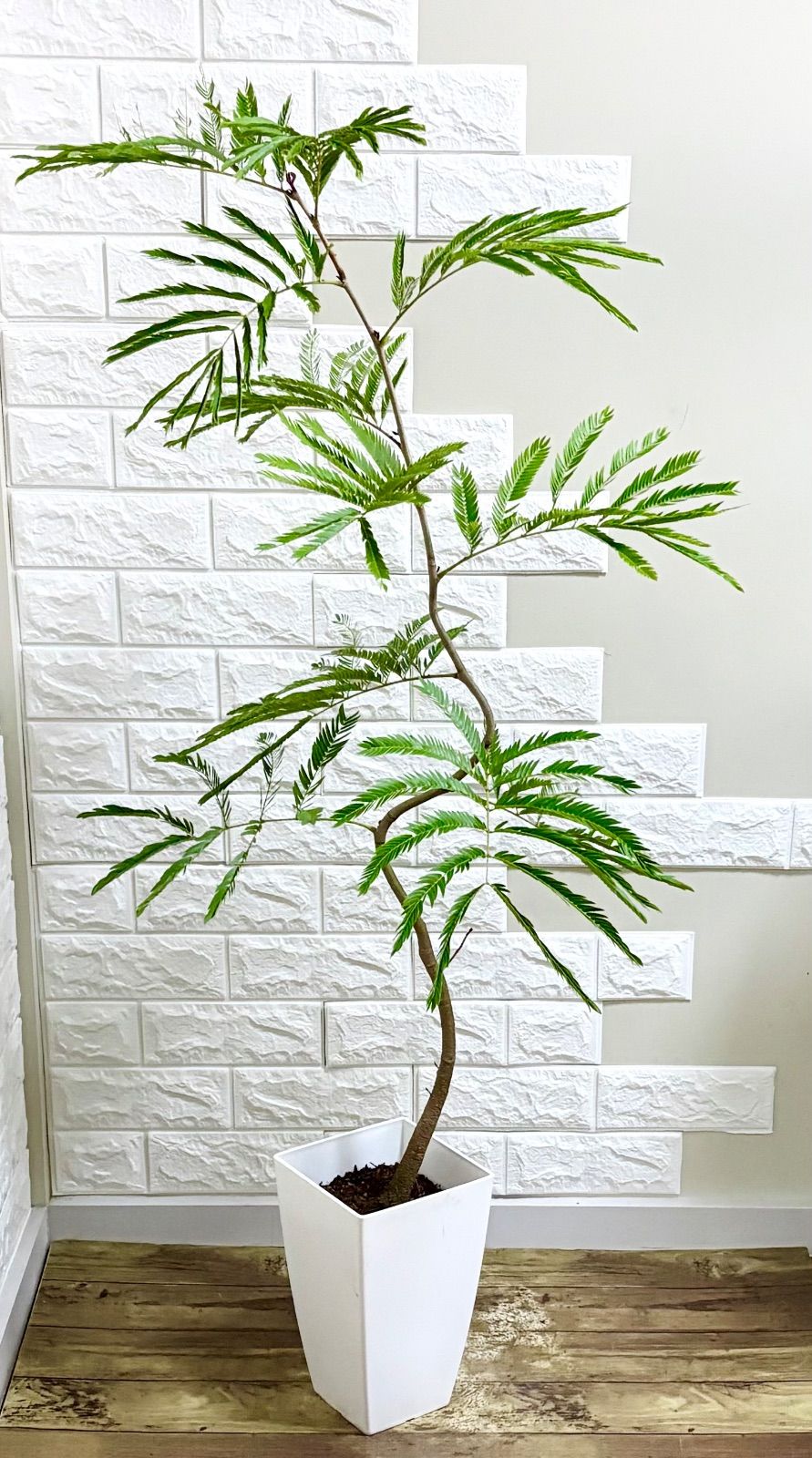 エバーフレッシュ⭐️曲がり⭐️観葉植物 エバーフレッシュ⭐️曲がり 観葉植物 - メルカリ