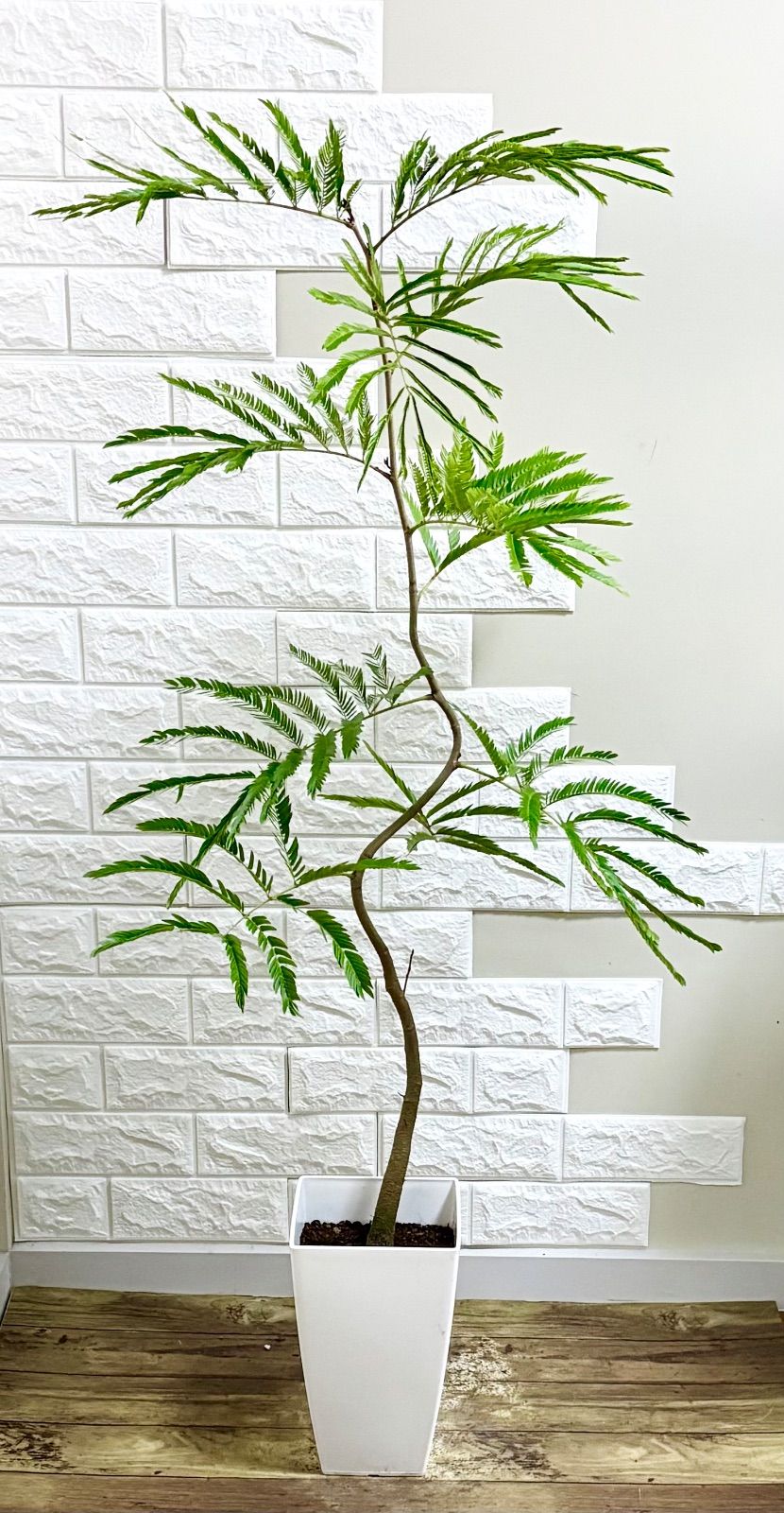 エバーフレッシュ⭐️曲がり 観葉植物 - メルカリ