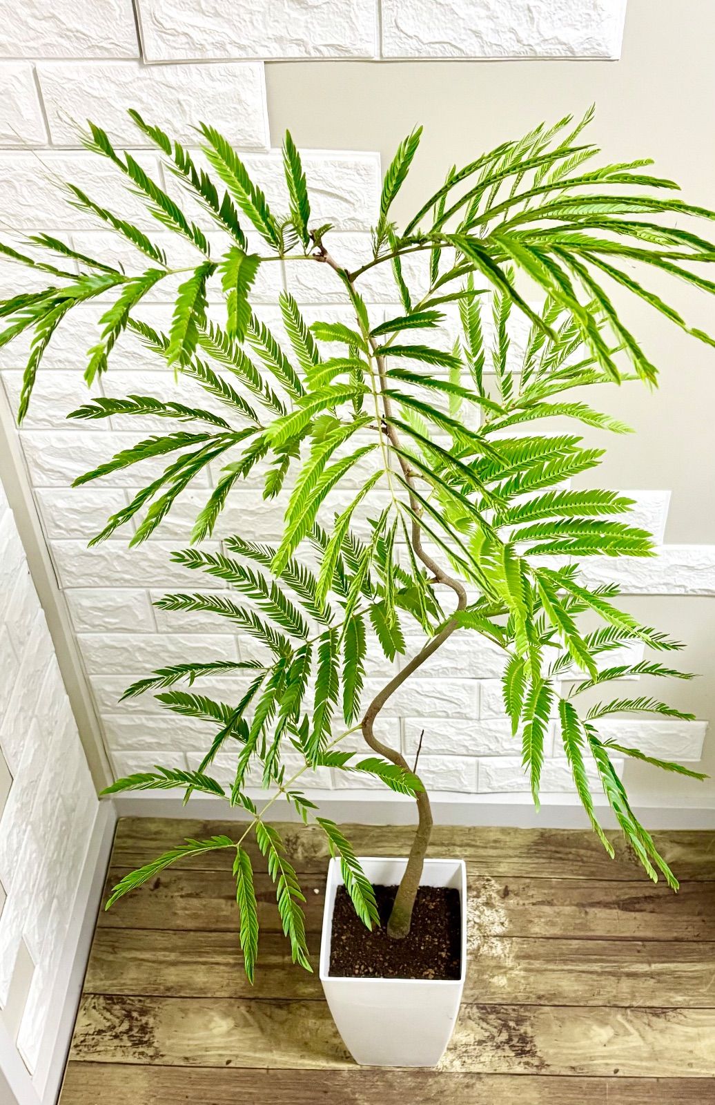 エバーフレッシュ⭐️曲がり　観葉植物 エバーフレッシュ⭐️曲がり 観葉植物 - メルカリ