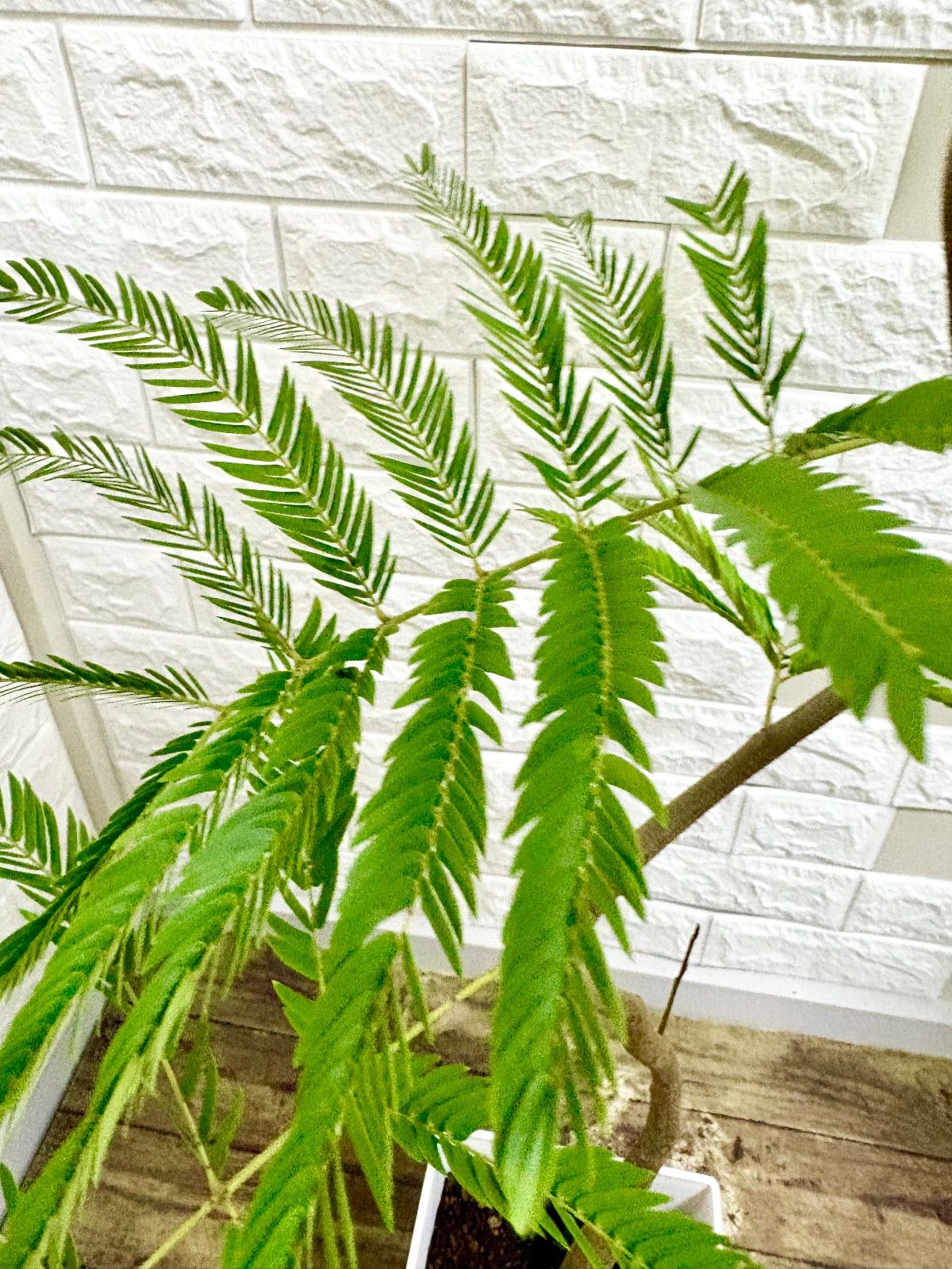 エバーフレッシュ⭐️曲がり 観葉植物 - メルカリ