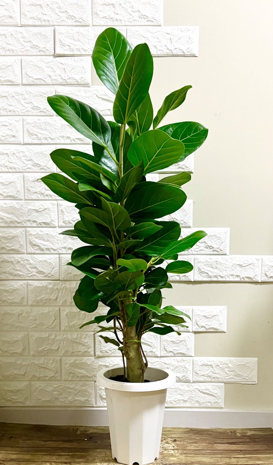 フィカスベンガレンシス⭐️太幹2本立ち 観葉植物 - メルカリ