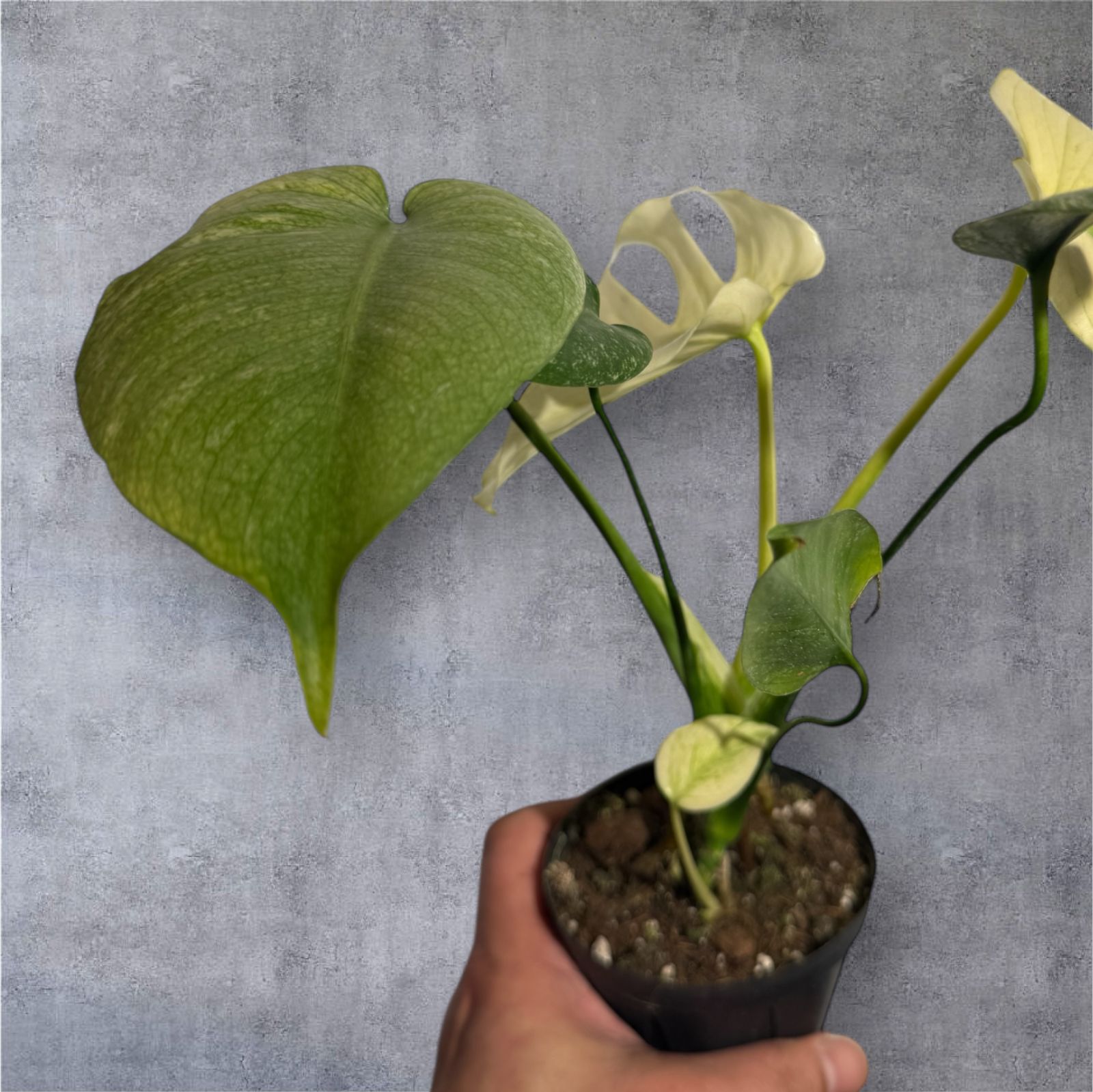 超選抜個体！モンステラ ホワイトモンスター（Monstera White Monster 