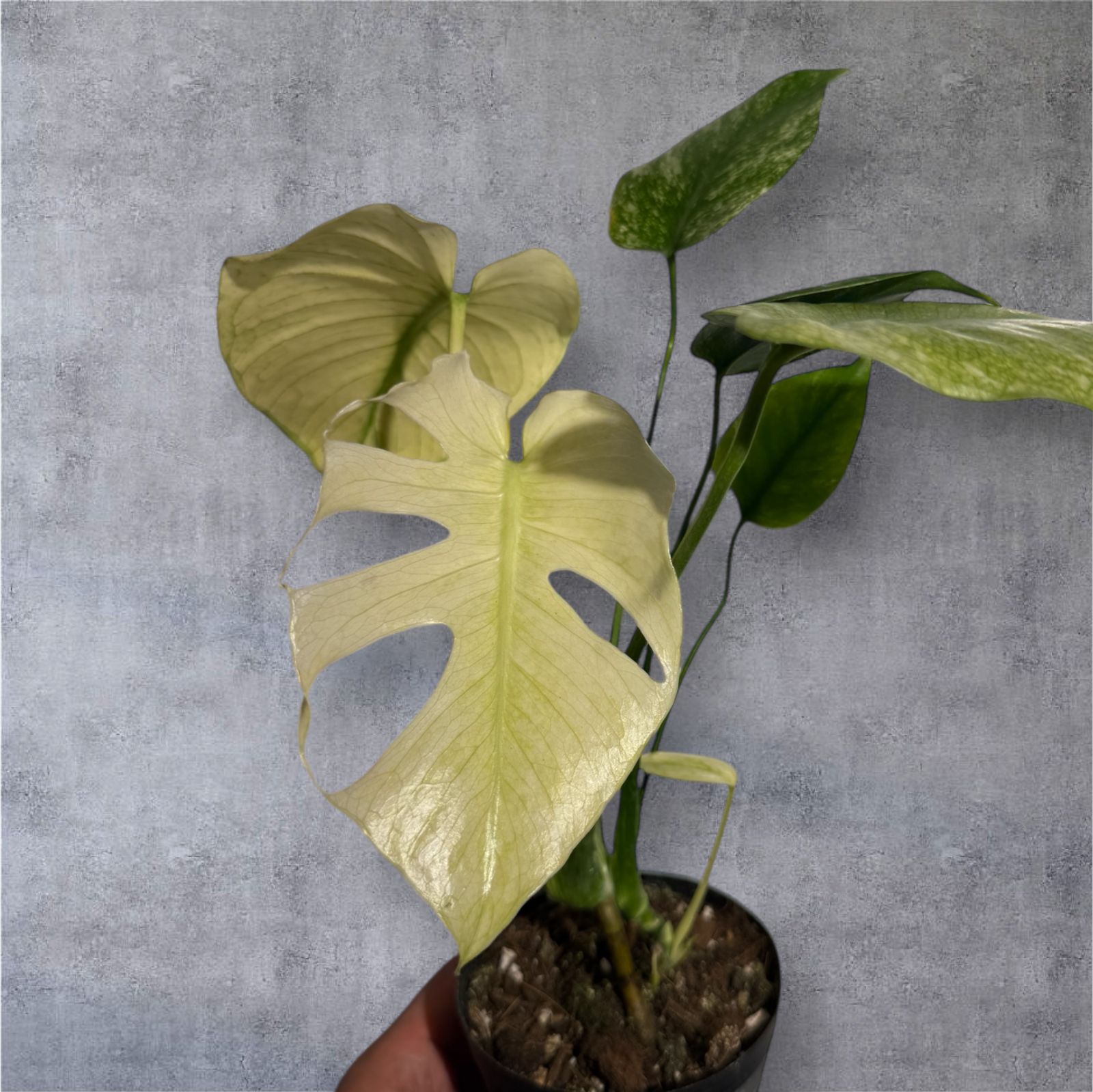 超選抜個体！モンステラ ホワイトモンスター（Monstera White Monster 