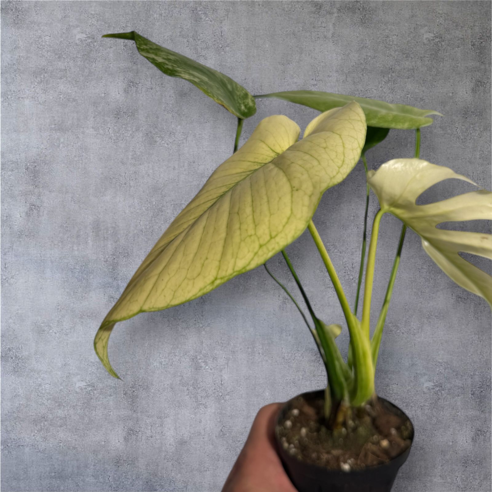 超選抜個体！モンステラ ホワイトモンスター（Monstera White Monster 