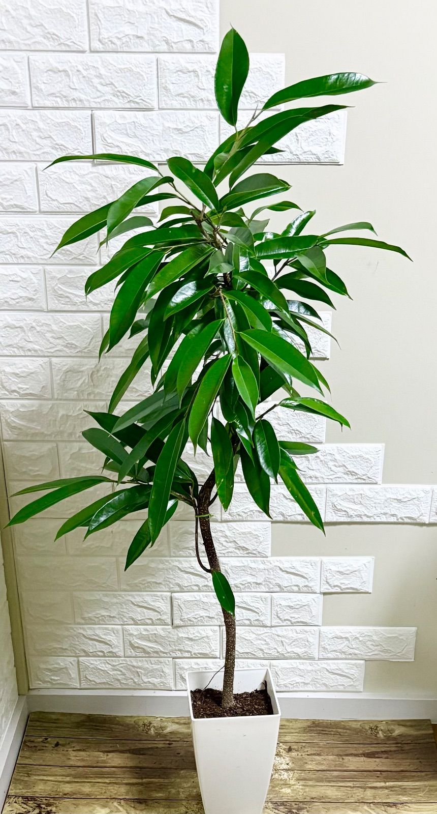 現品　フィカス　ゴムの木　アムステルダムキング 47番　曲がり　観葉植物 フィカス アムステルダムキング⭐️曲がり ゴムの木 観葉植物 現品