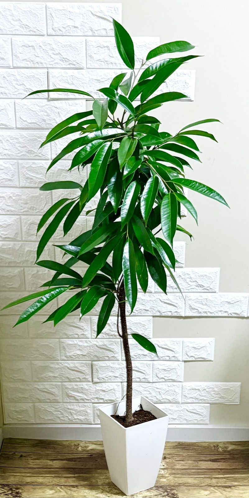 フィカス⭐️アムステルダムキング⭐️曲がり⭐️観葉植物 - メルカリ