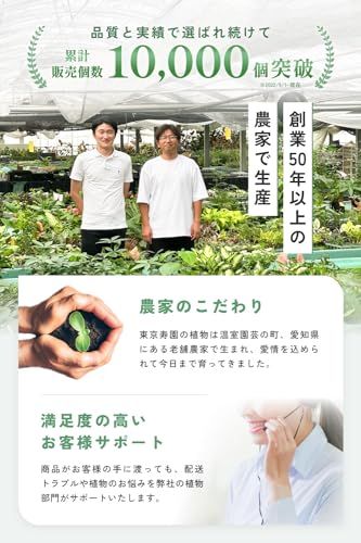 室内用 育てやすい観葉植物