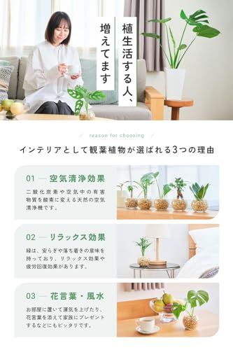 迅速に発送 観葉植物 3点セット ハイドロカルチャー ミニ 土を使わない 小さい 室内用 育てやすい観葉植物 ガジュマル サンスベリア パキラ 254 d 9 f 17 水切りカゴ ジューサー