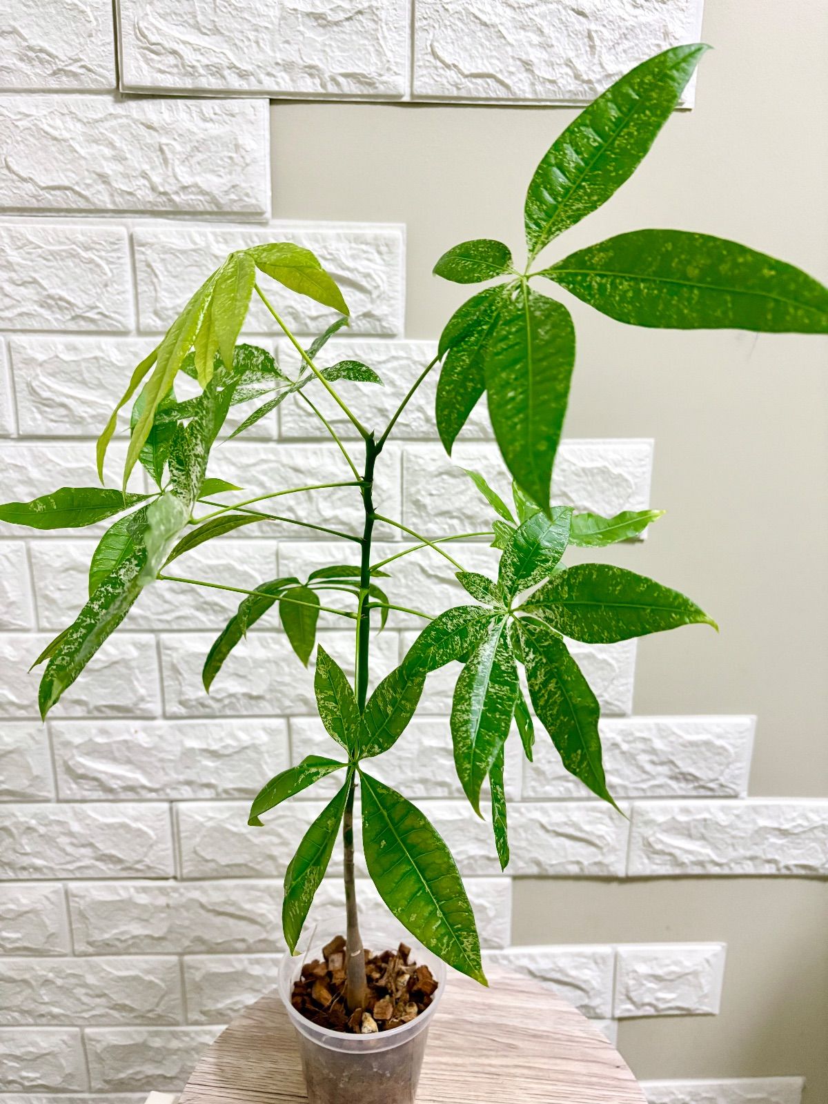 実生苗⭐️斑入りパキラ⭐️ミルキーウェイ⭐️観葉植物