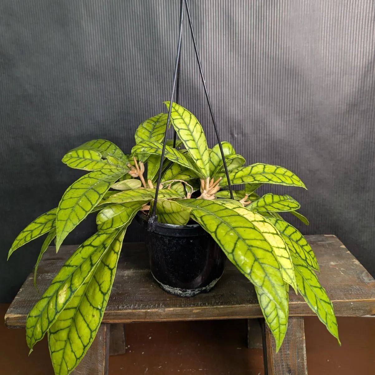 ホヤ カリストフィラ ジャイアント【現品・鉢付・タグ付・メルカリ便