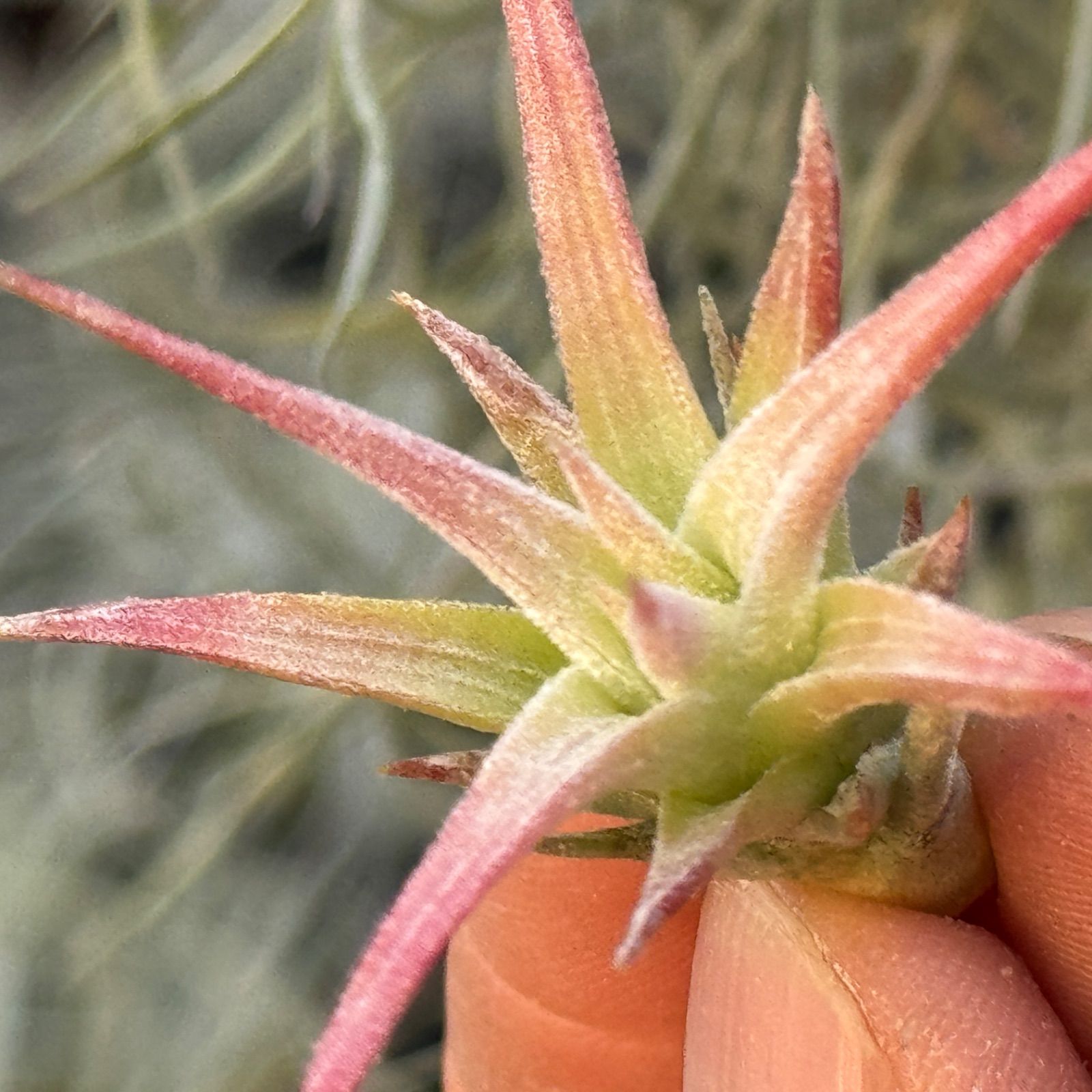 ブロメリア・エアープランツ Tillandsia van-hyningii Minor 現品＊ 低温下で紅葉進行中＊ チランジア イオナンタ バンハイニンギー