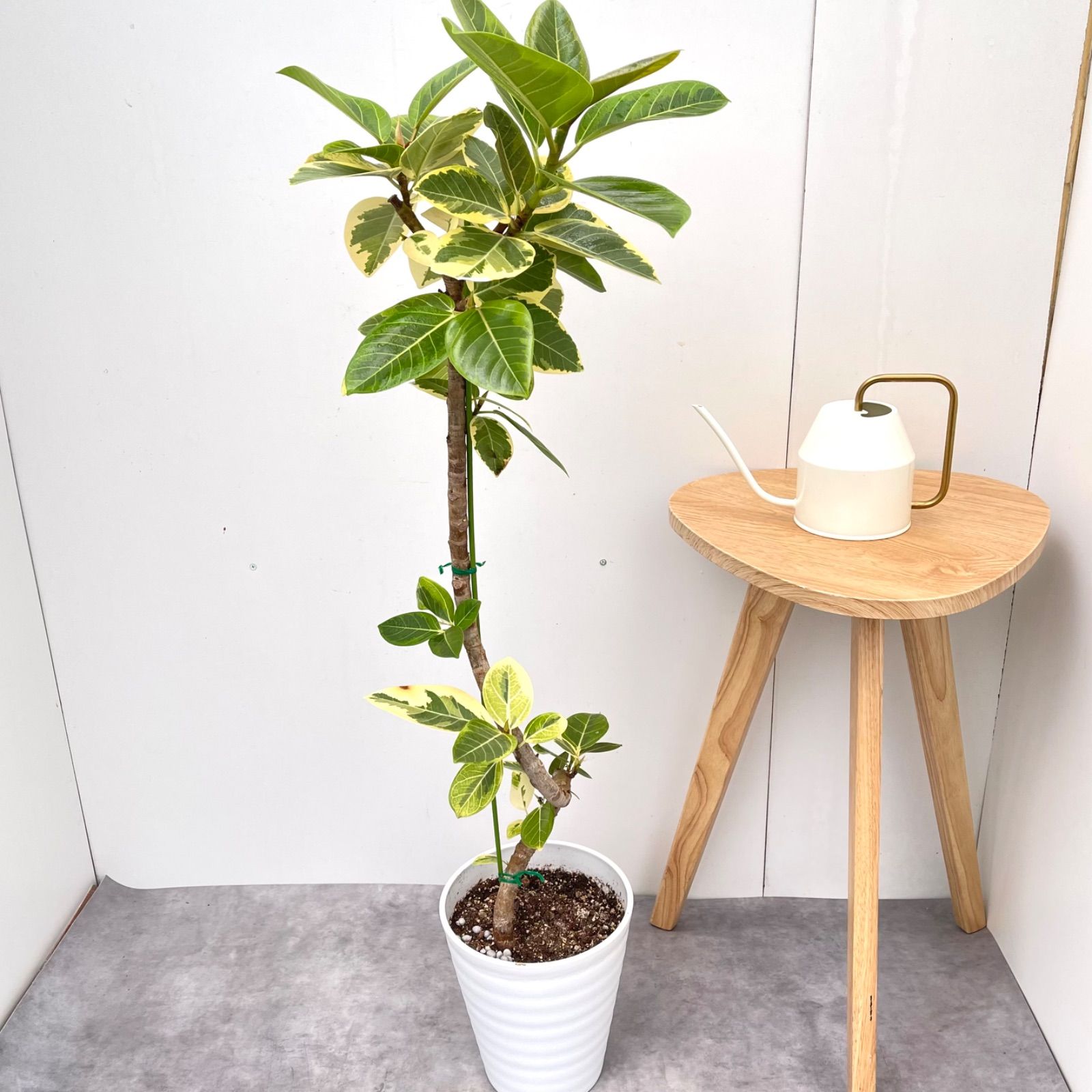 フィカス アルテシマ 曲がり 13【現品】観葉植物 室内 7号 - メルカリ