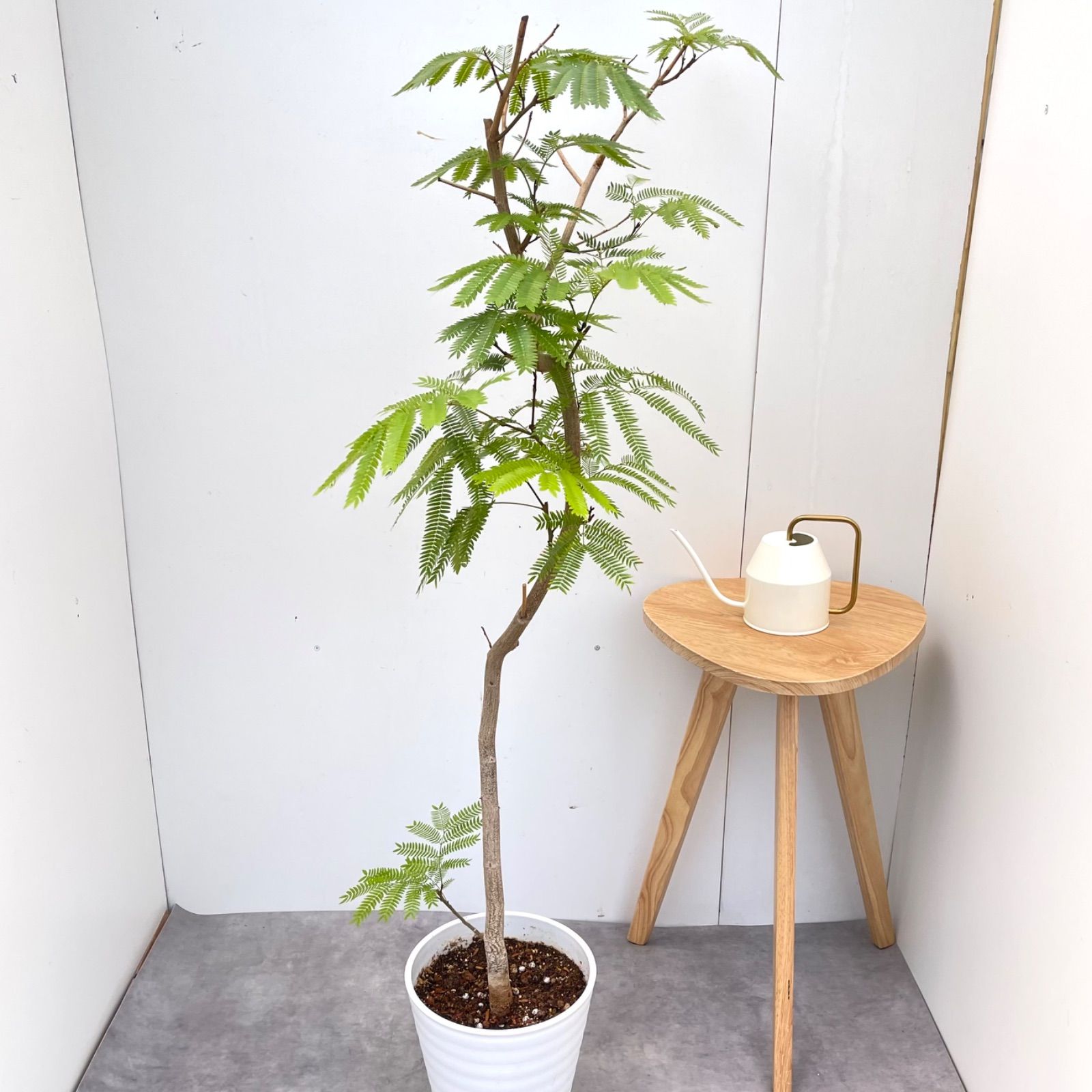 エバーフレッシュ 曲がり 3【現品】観葉植物 室内 大型 - メルカリ