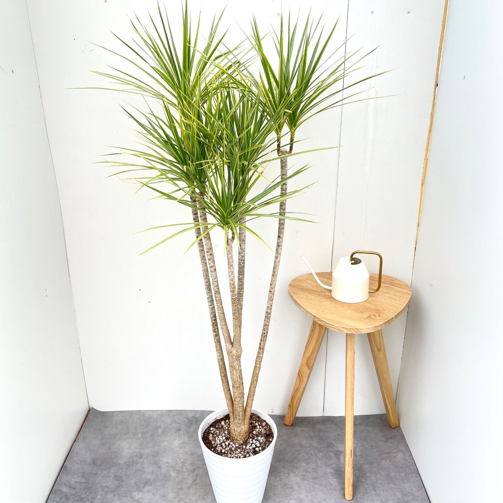 ドラセナ コンシンネ ホワイボリー【現品】観葉植物 室内 大型 - メルカリ