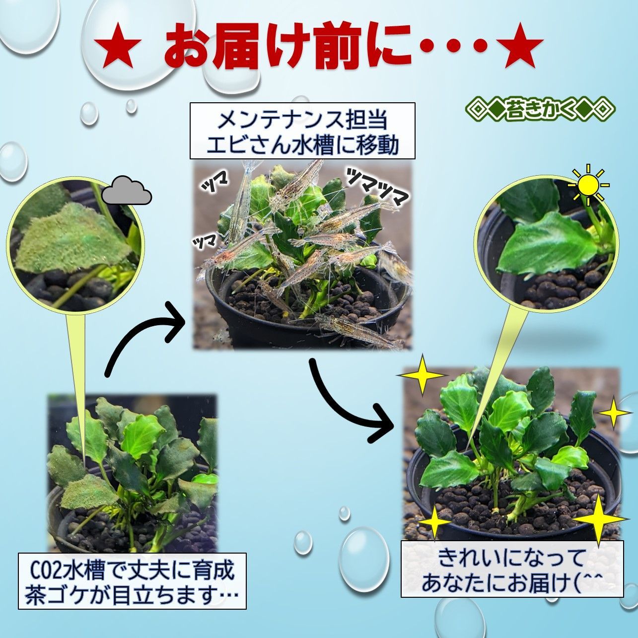 ◇ブセファランドラsp.クダガン＆溶岩石・SSサイズ◇ 個体選択可◎水中