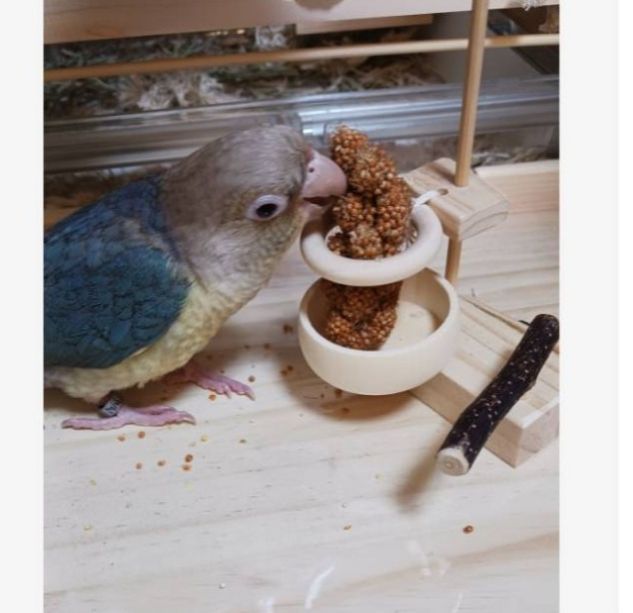 a17　粟の穂ホルダ　バードトイ　インコ　止まり木 a34 粟の穂ホルダ バードトイ インコ 止まり木 - メルカリ
