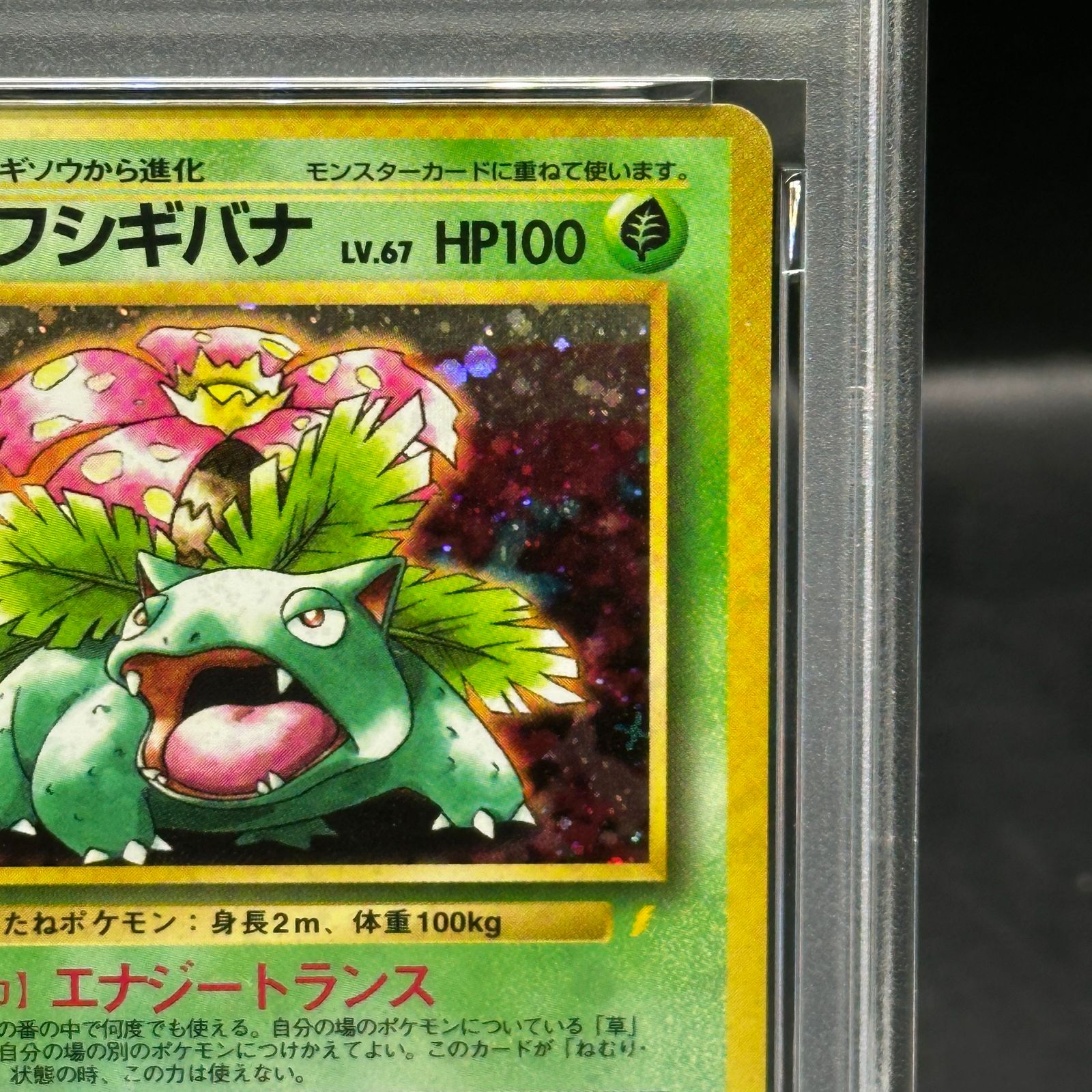 フシギバナ　とりかえっこプリーズ　キャンペーンカード PROMO 第1世代　旧裏 フシギバナ 旧裏「とりかえっこプリーズ」 キャンペーンカード PROMO