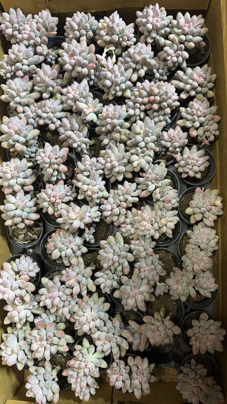 多肉植物　韓国苗　ベビーフィンガー　２株　発根済み 多肉植物 韓国苗 ベビーフィンガー 2株 発根済み - メルカリ