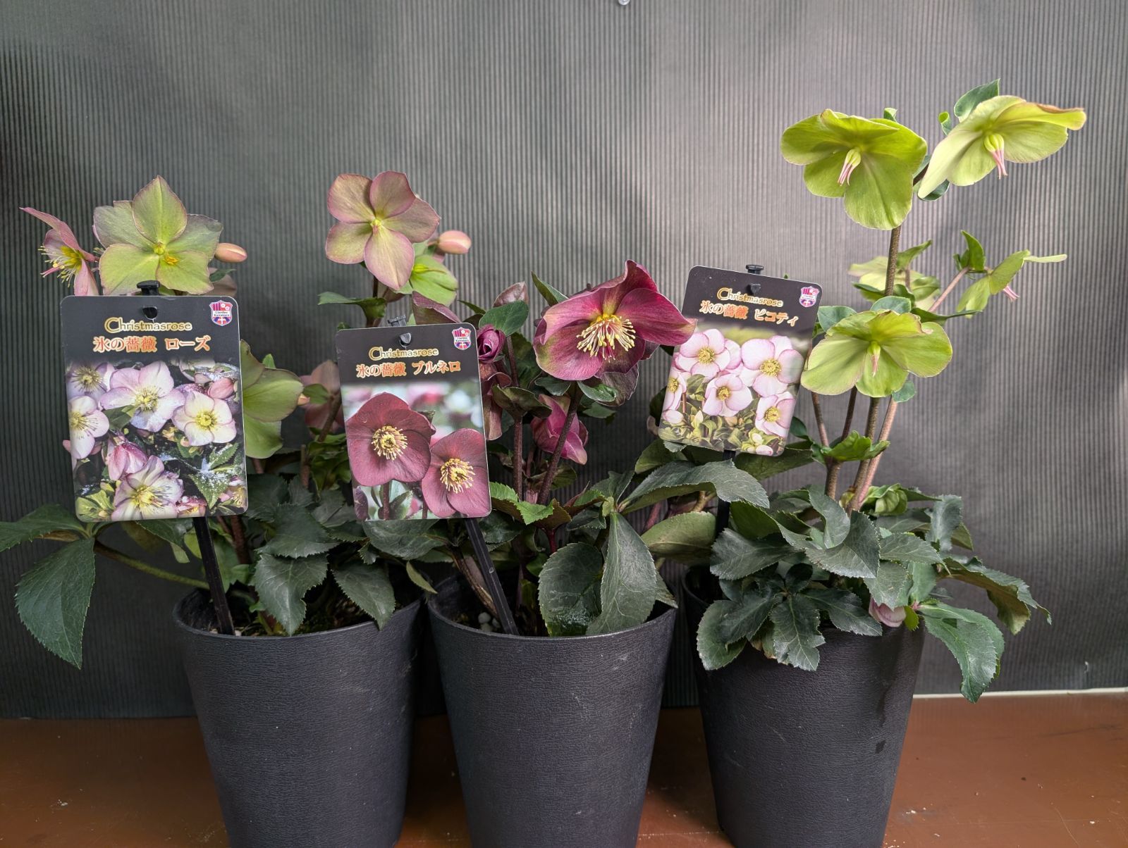 3鉢セット！花苗 クリスマスローズ 開花株 氷の薔薇 ① 5号鉢 - メルカリ