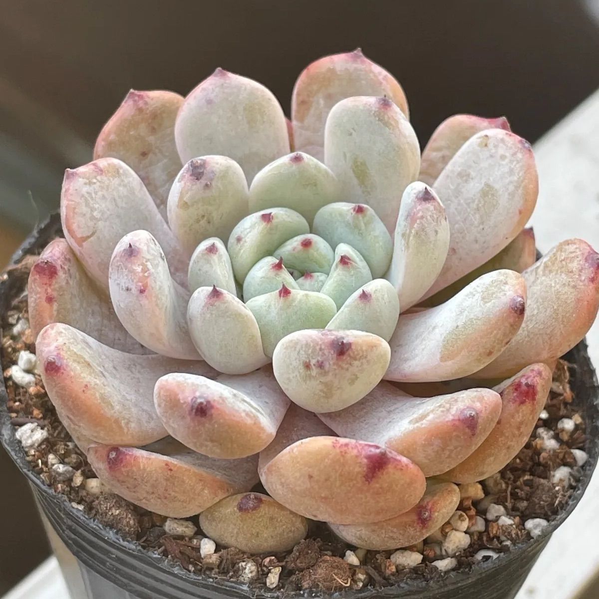 多肉植物♡ビアント❤︎抜き苗(根付き) - メルカリ