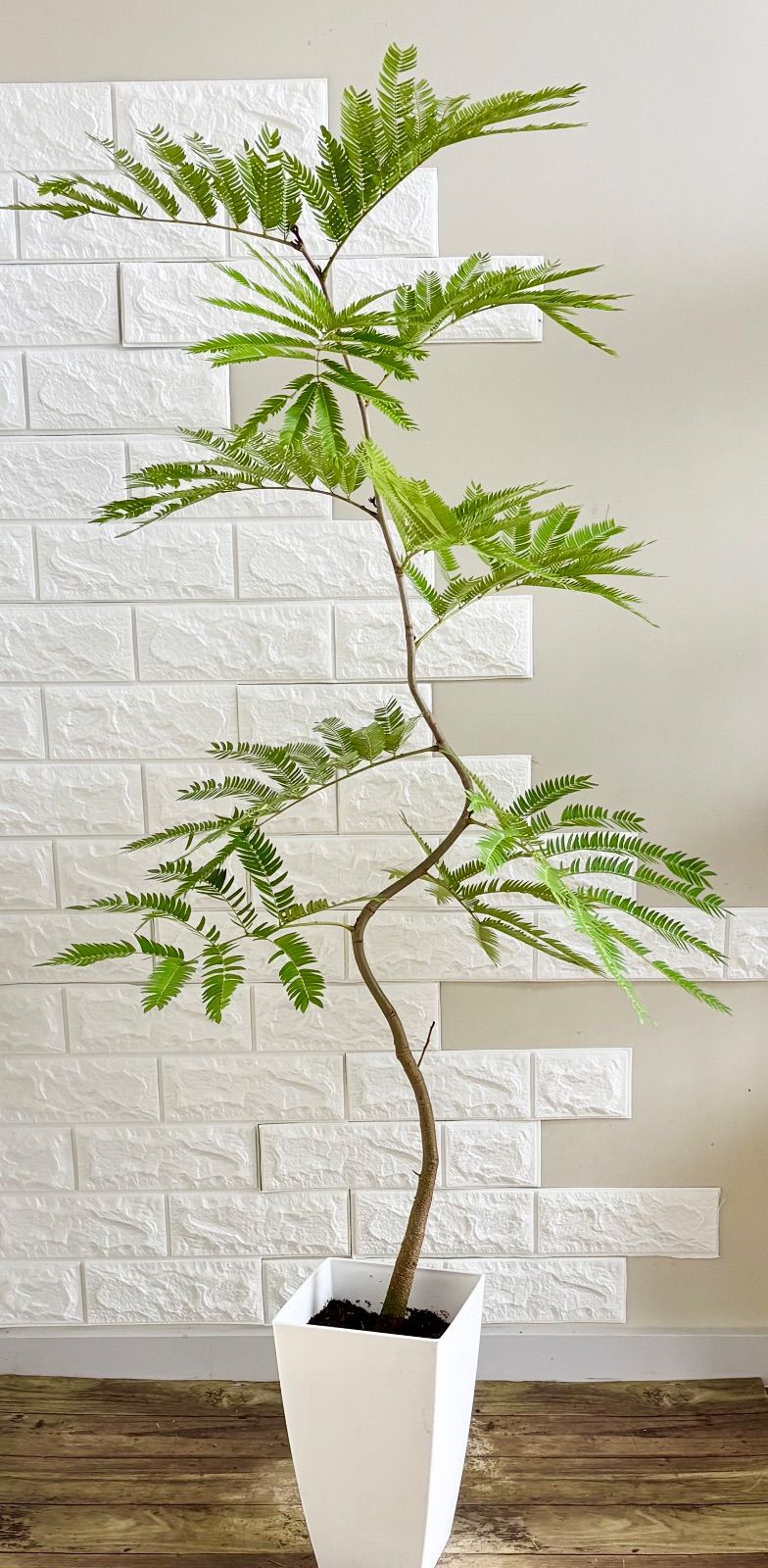 エバーフレッシュ⭐️曲がり 観葉植物 - メルカリ