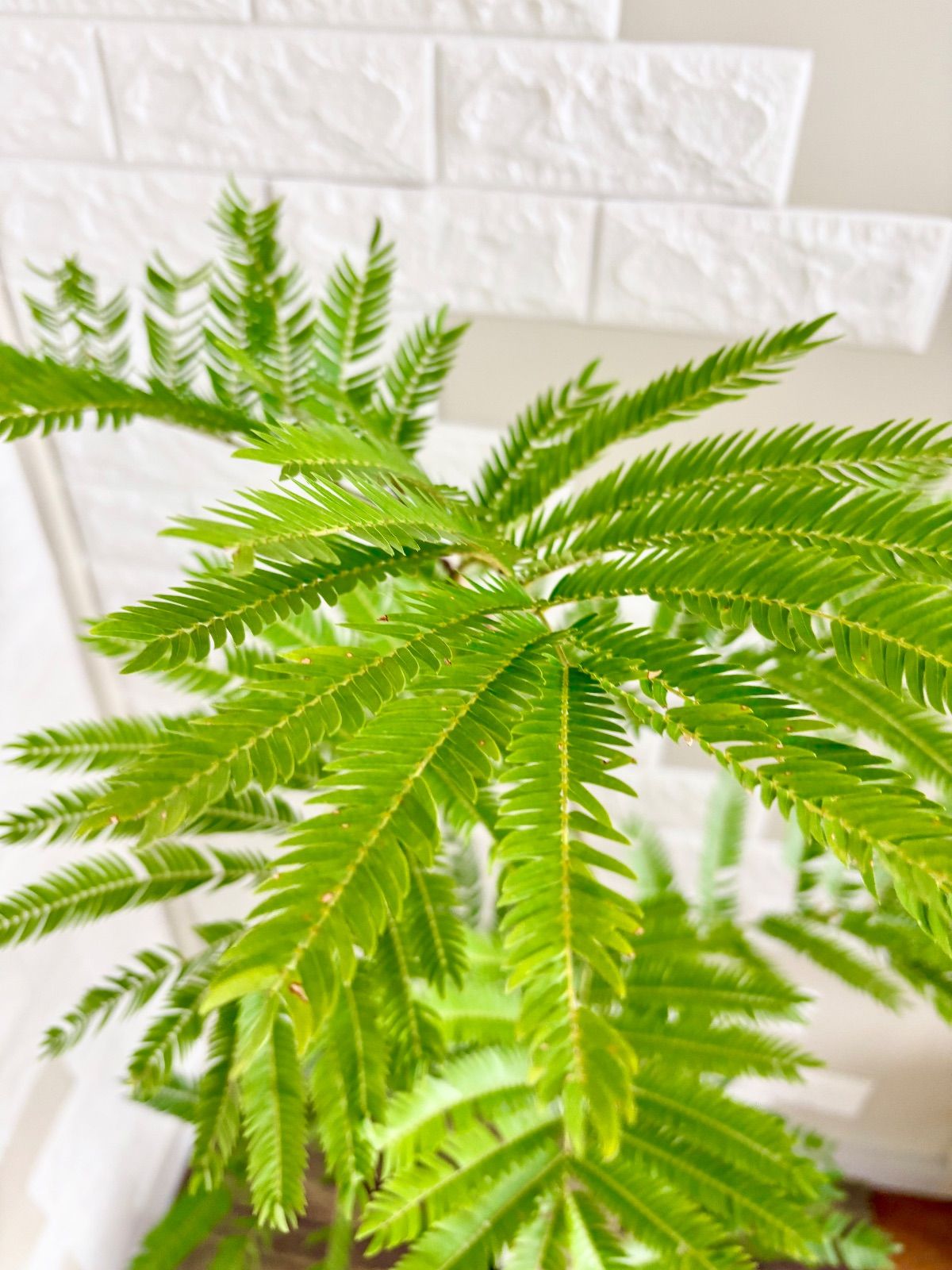 エバーフレッシュ⭐️曲がり 観葉植物 - メルカリ