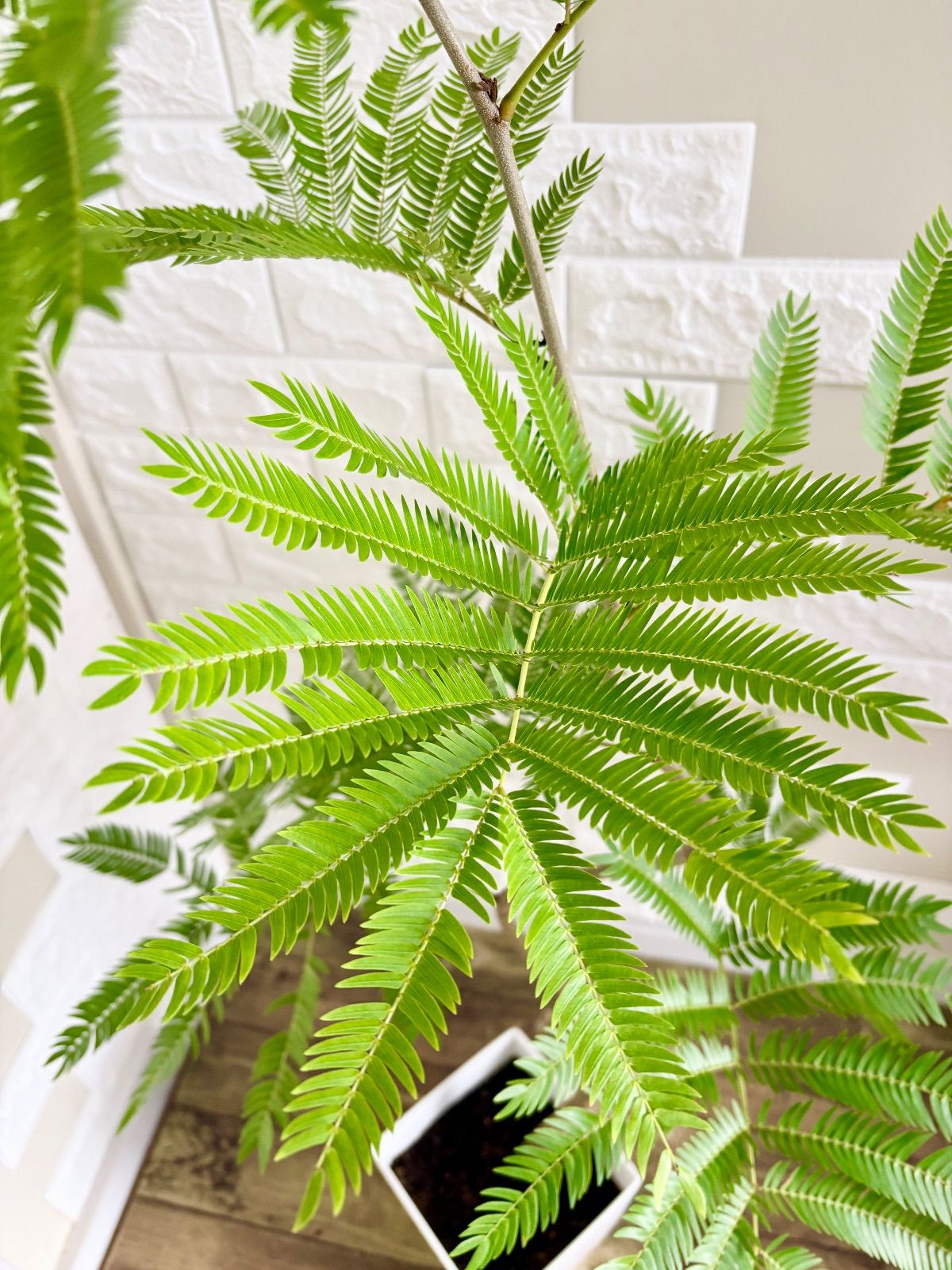 エバーフレッシュ⭐️曲がり 観葉植物 - メルカリ