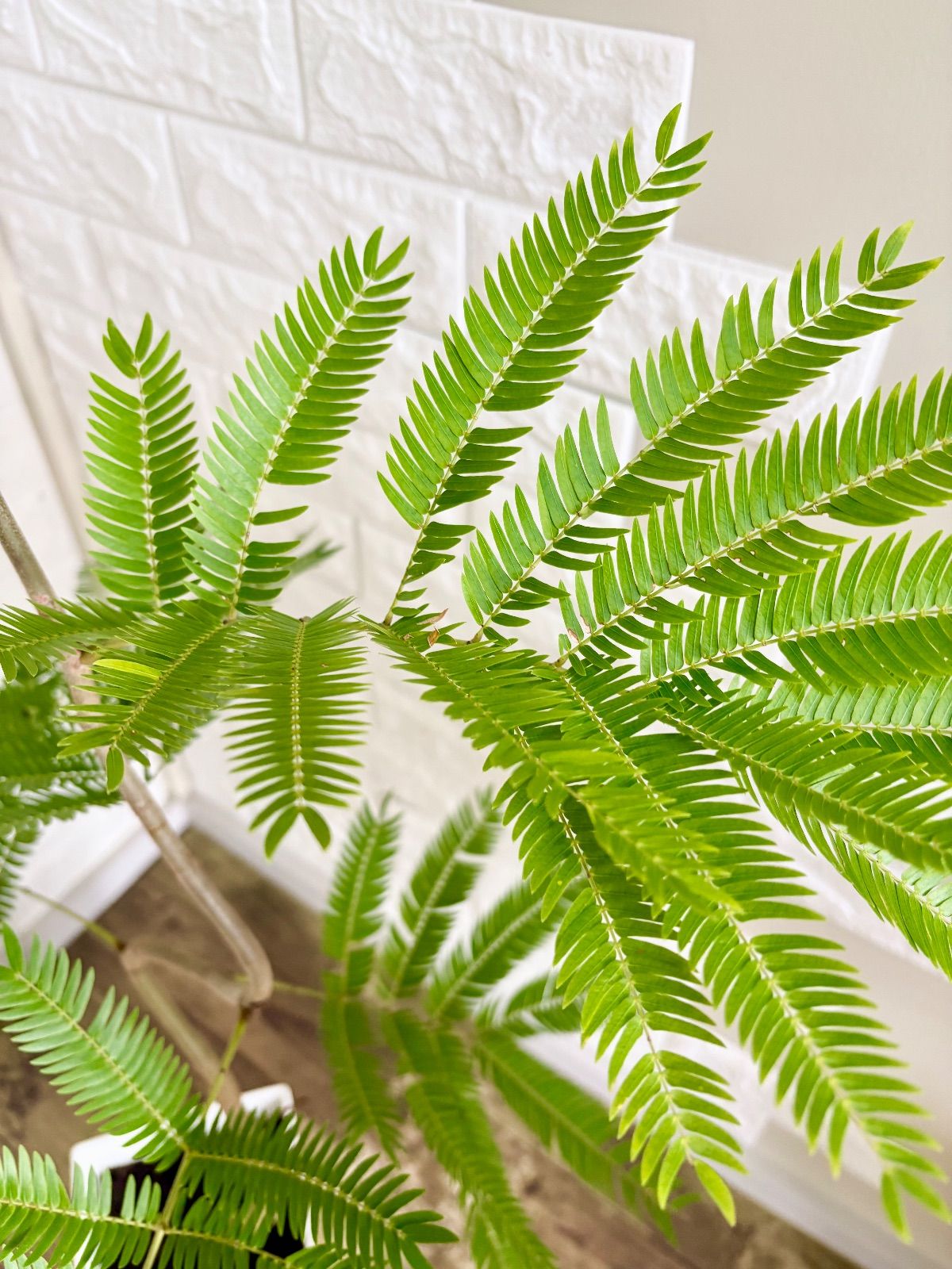 エバーフレッシュ⭐️曲がり⭐️観葉植物 エバーフレッシュ⭐️曲がり 観葉植物 - メルカリ